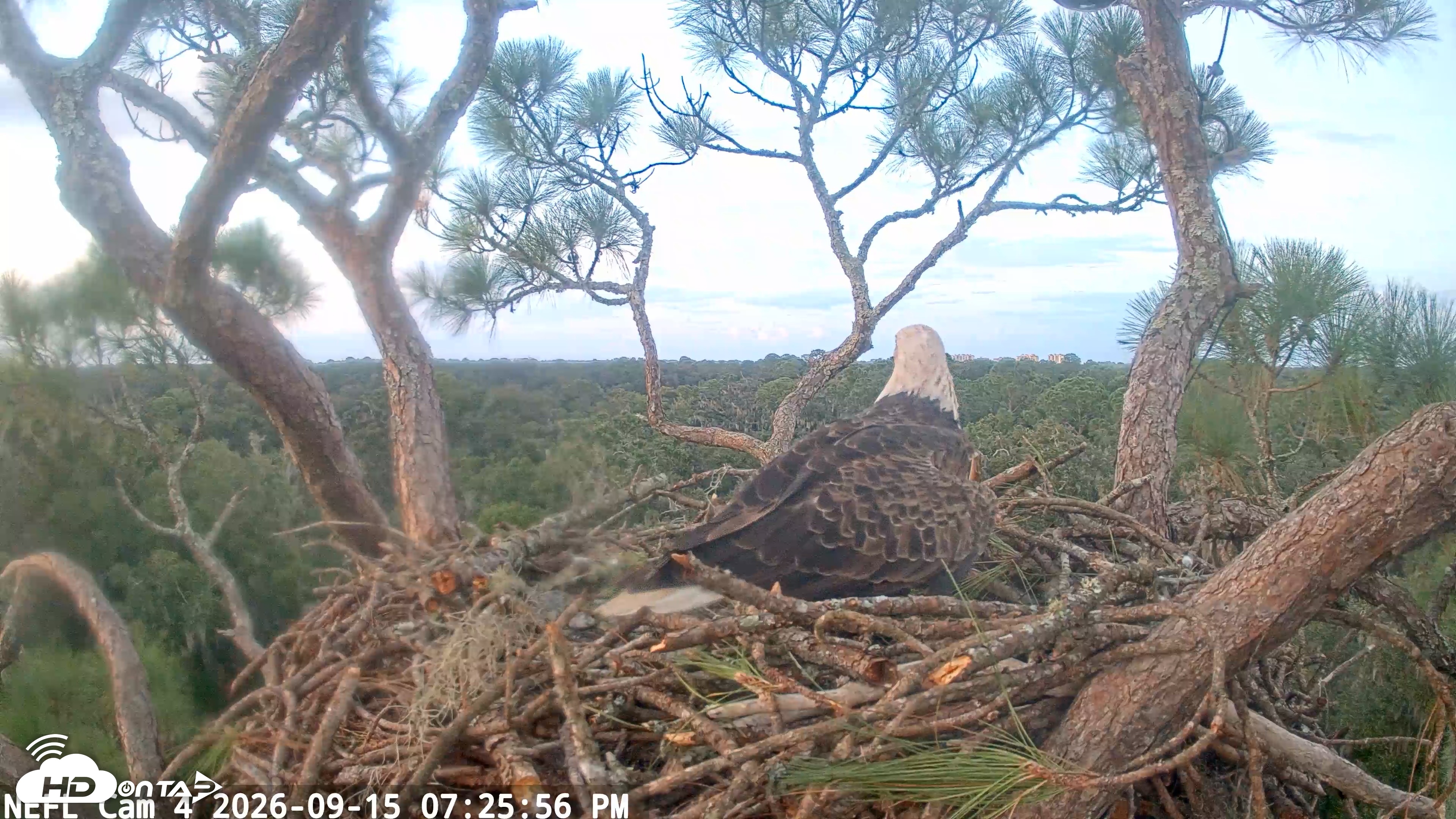 Snapshot of NE Florida Eagles Live Webcam taken Sep 15, 2026, 7:26pm EDT