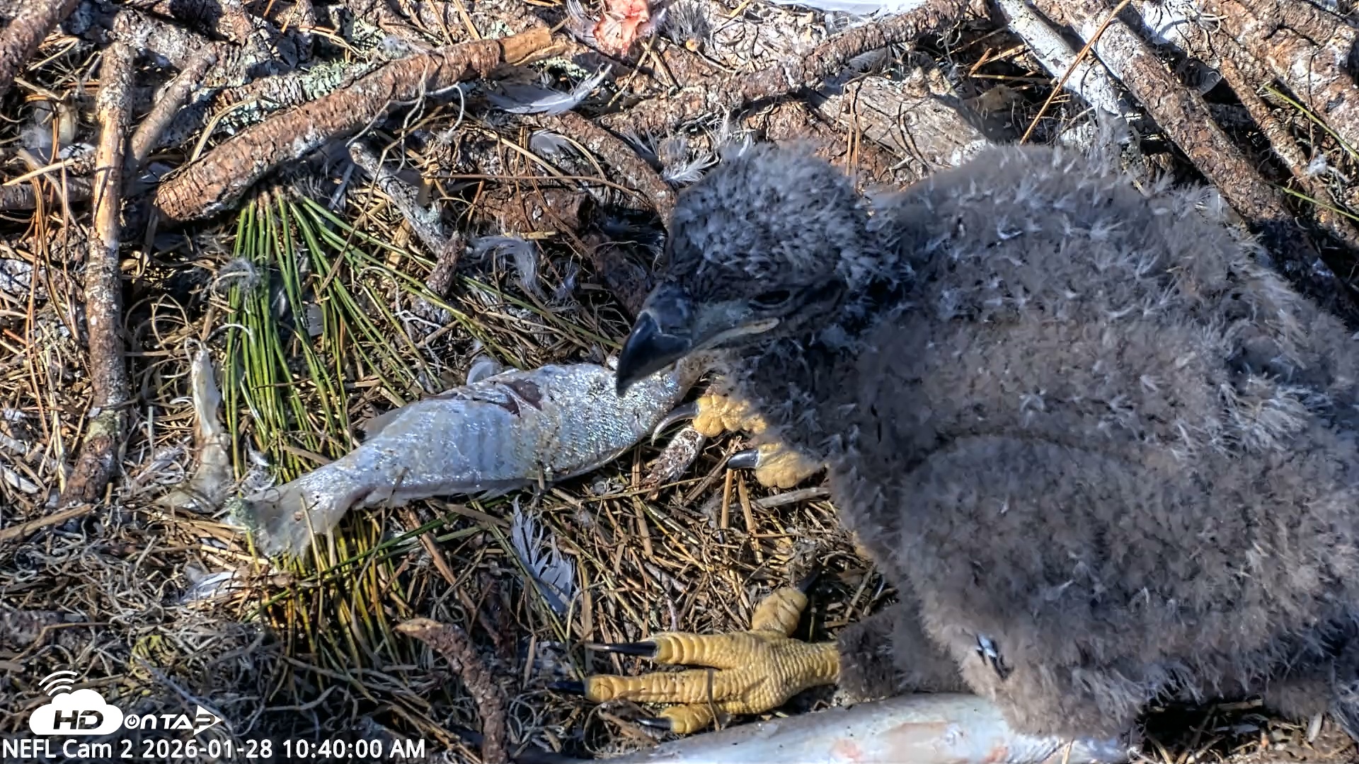 Snapshot of NE Florida Eagles Live Webcam taken Jan 28, 2026, 10:40am EST