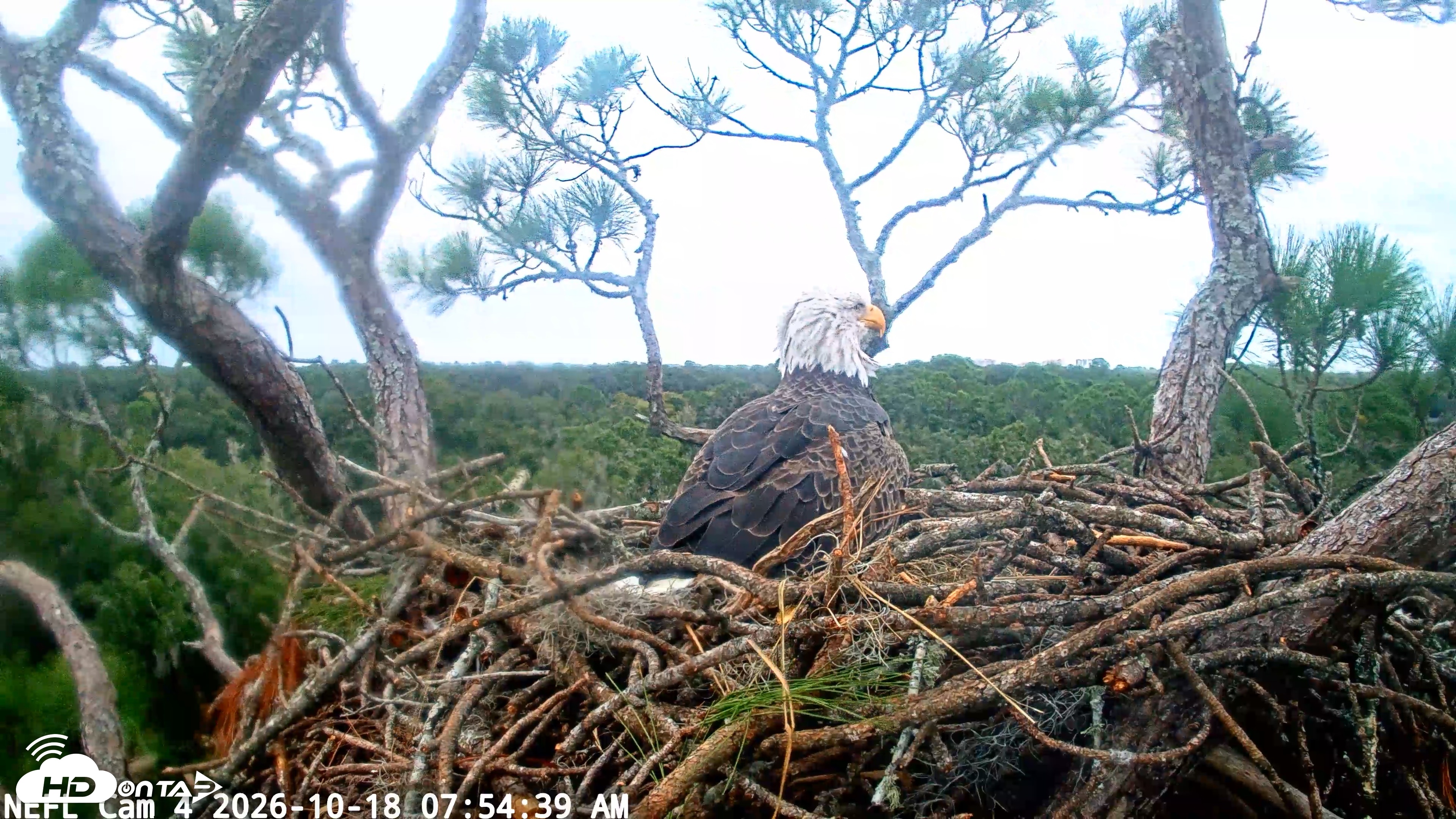 Snapshot of NE Florida Eagles Live Webcam taken Oct 18, 2026, 7:55am EDT