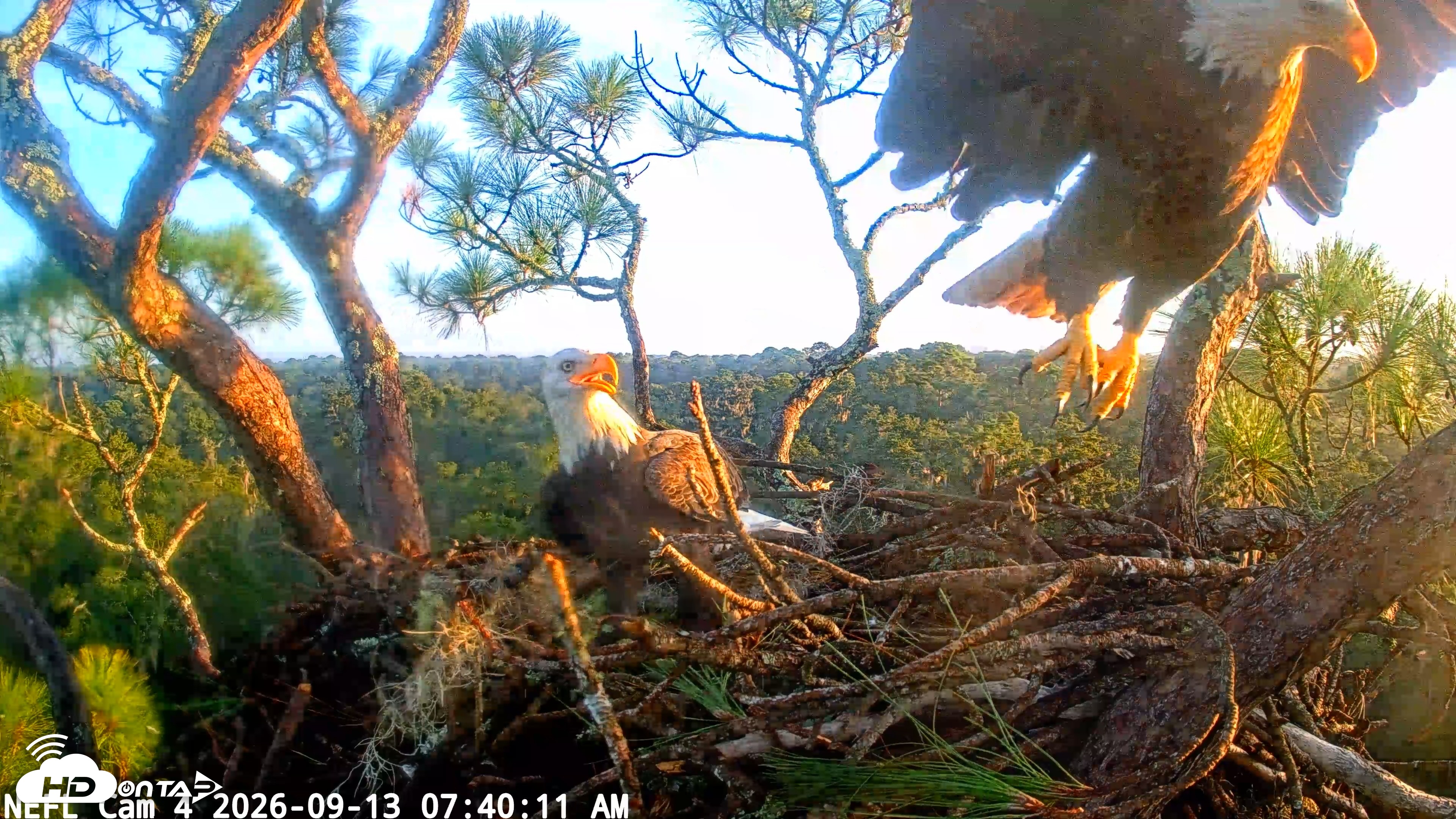 Snapshot of NE Florida Eagles Live Webcam taken Sep 13, 2026, 7:41am EDT