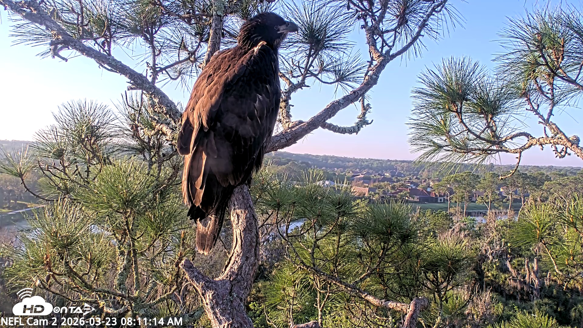 Snapshot of NE Florida Eagles Live Webcam taken Mar 23, 2026, 8:12am EDT