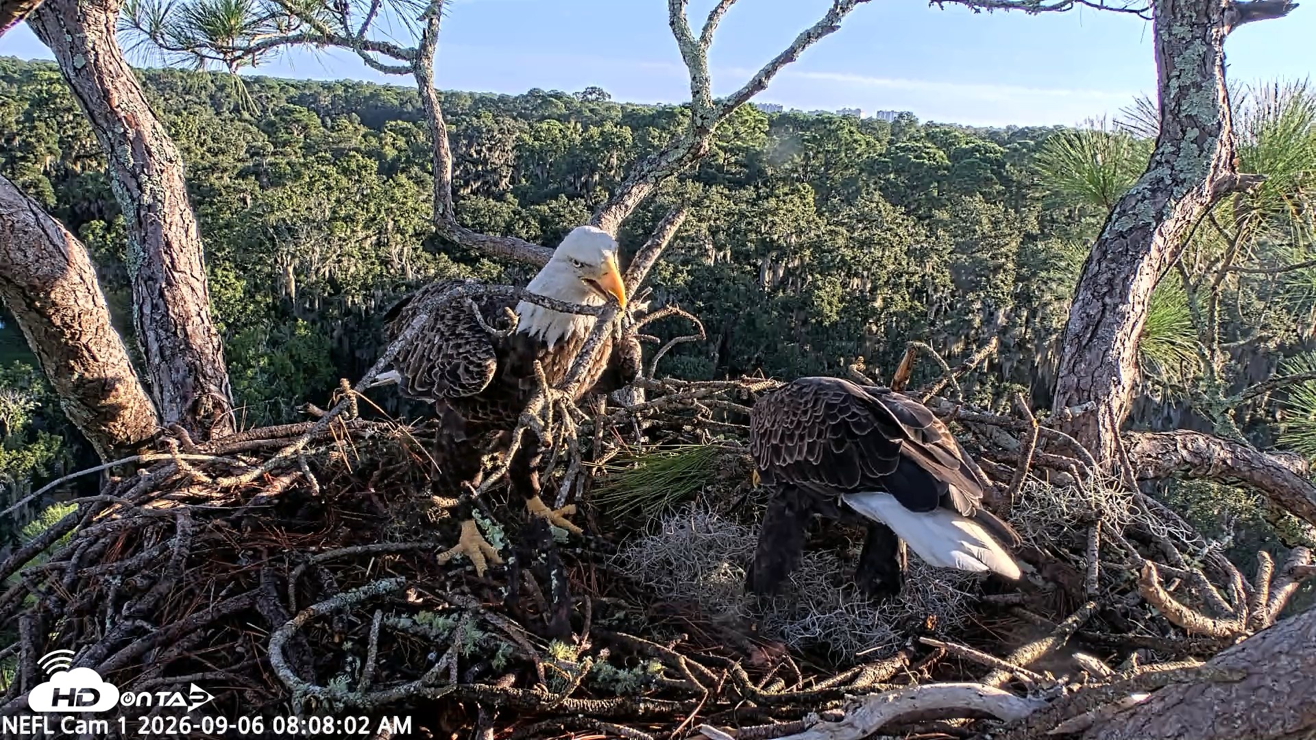 Snapshot of NE Florida Eagles Live Webcam taken Sep 6, 2026, 8:08am EDT