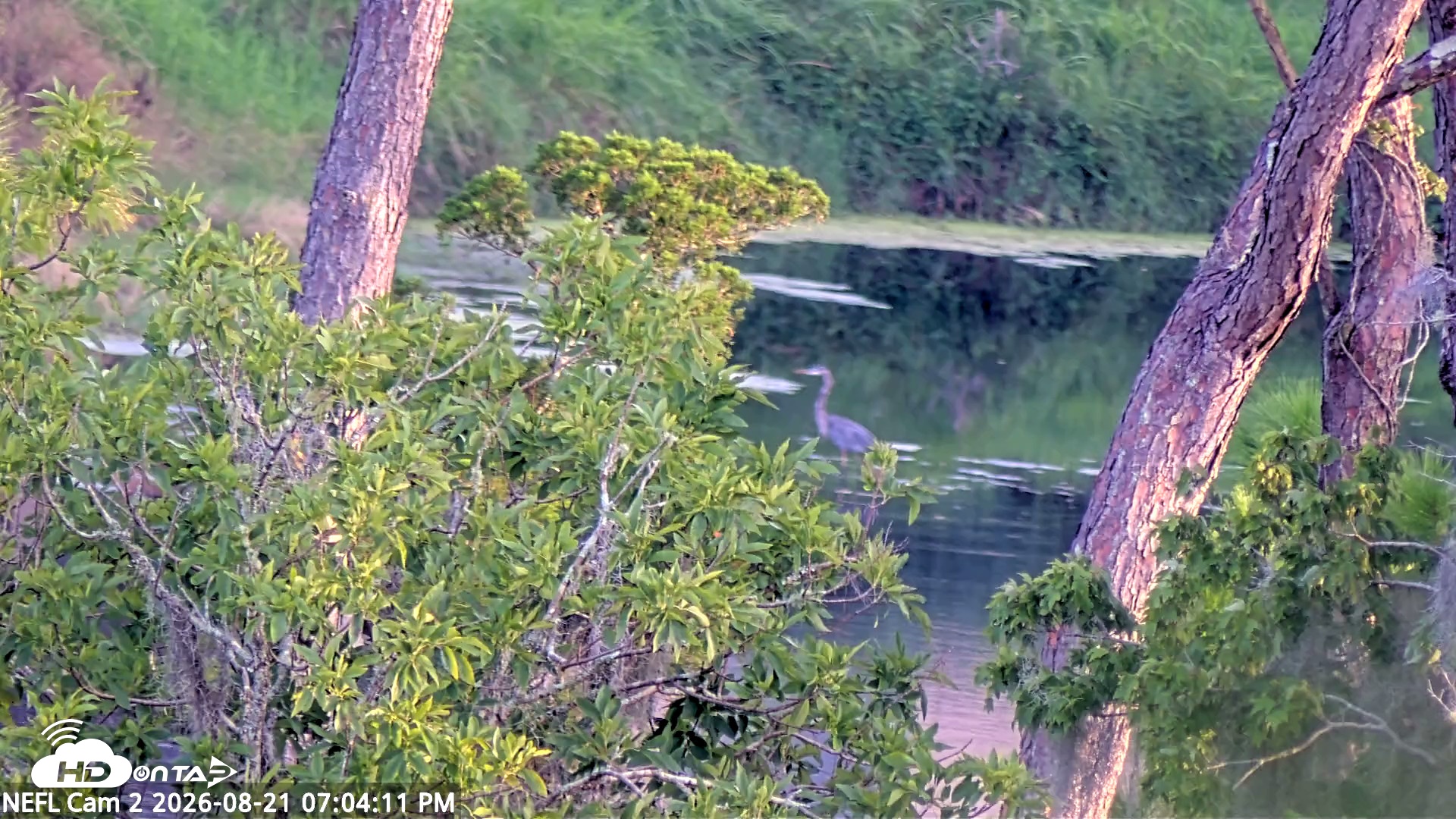 Snapshot of NE Florida Eagles Live Webcam taken Aug 21, 2026, 7:05pm EDT