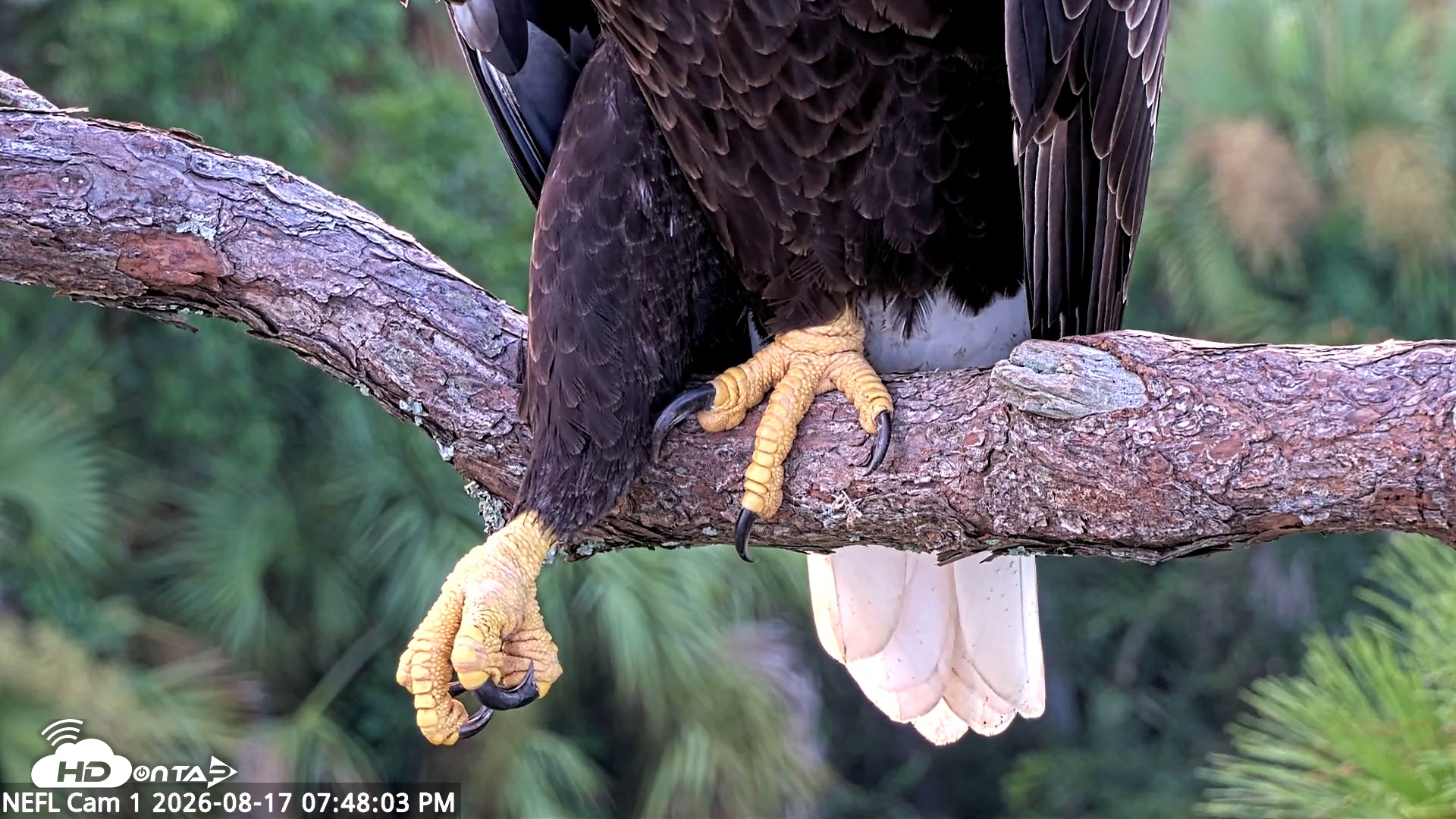 Snapshot of NE Florida Eagles Live Webcam taken Aug 17, 2026, 7:49pm EDT