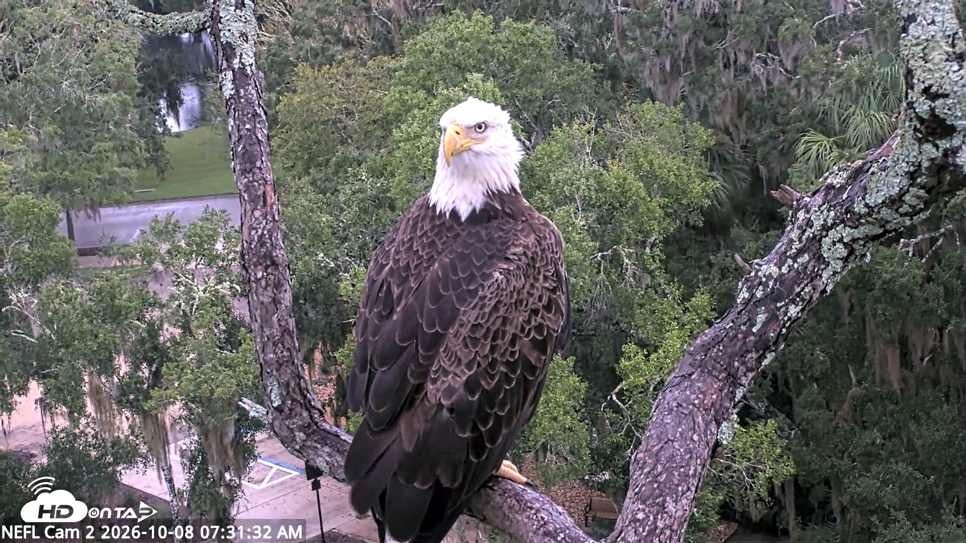 Snapshot of NE Florida Eagles Live Webcam taken Oct 8, 2026, 7:33am EDT