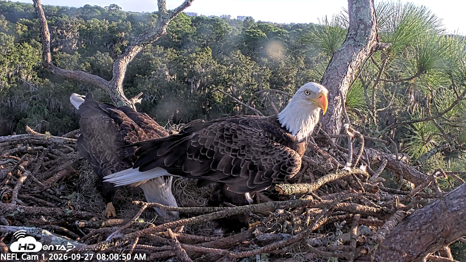 Snapshot of NE Florida Eagles Live Webcam taken Sep 27, 2026, 8:02am EDT