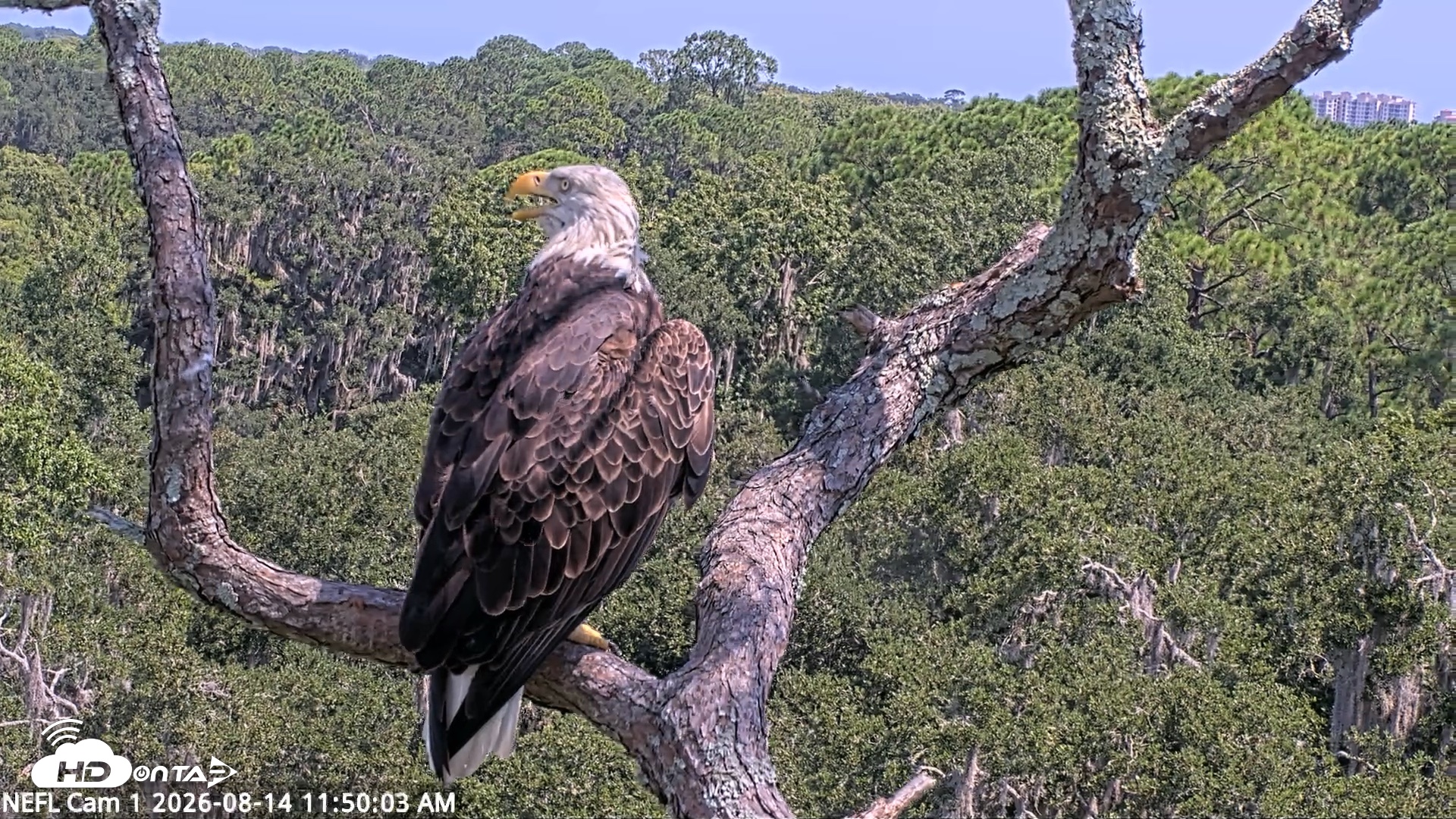 Snapshot of NE Florida Eagles Live Webcam taken Aug 14, 2026, 11:50am EDT