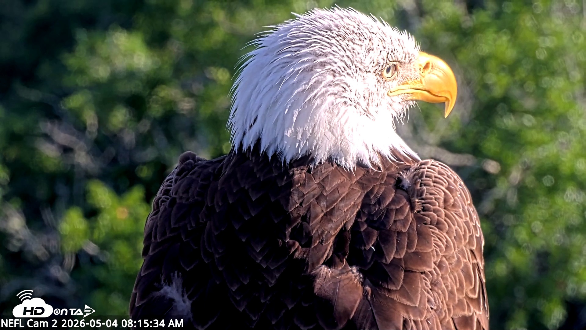 Snapshot of NE Florida Eagles Live Webcam taken May 4, 2026, 8:17am EDT