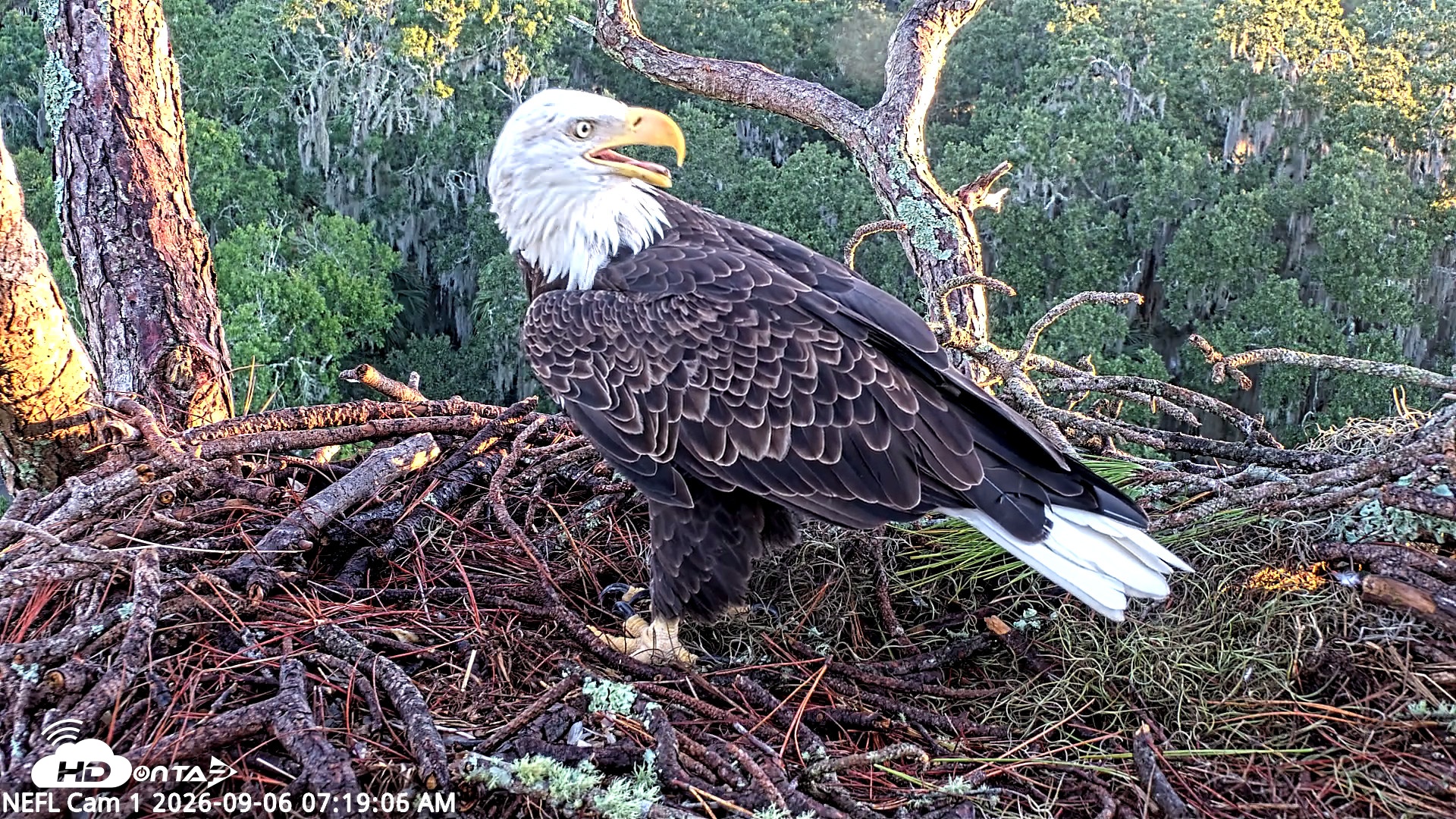 Snapshot of NE Florida Eagles Live Webcam taken Sep 6, 2026, 7:19am EDT