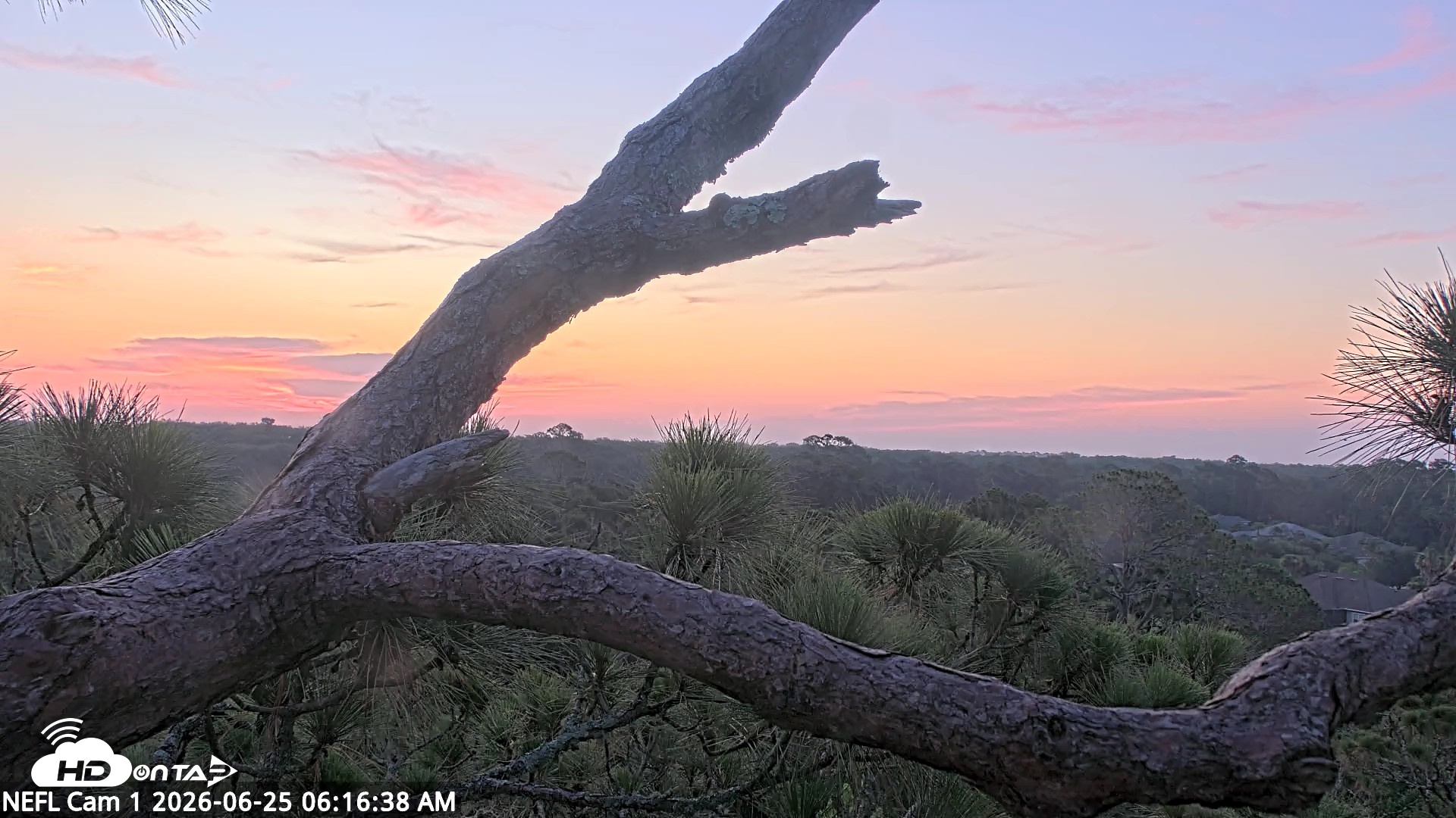 Snapshot of NE Florida Eagles Live Webcam taken Jun 25, 2026, 6:17am EDT