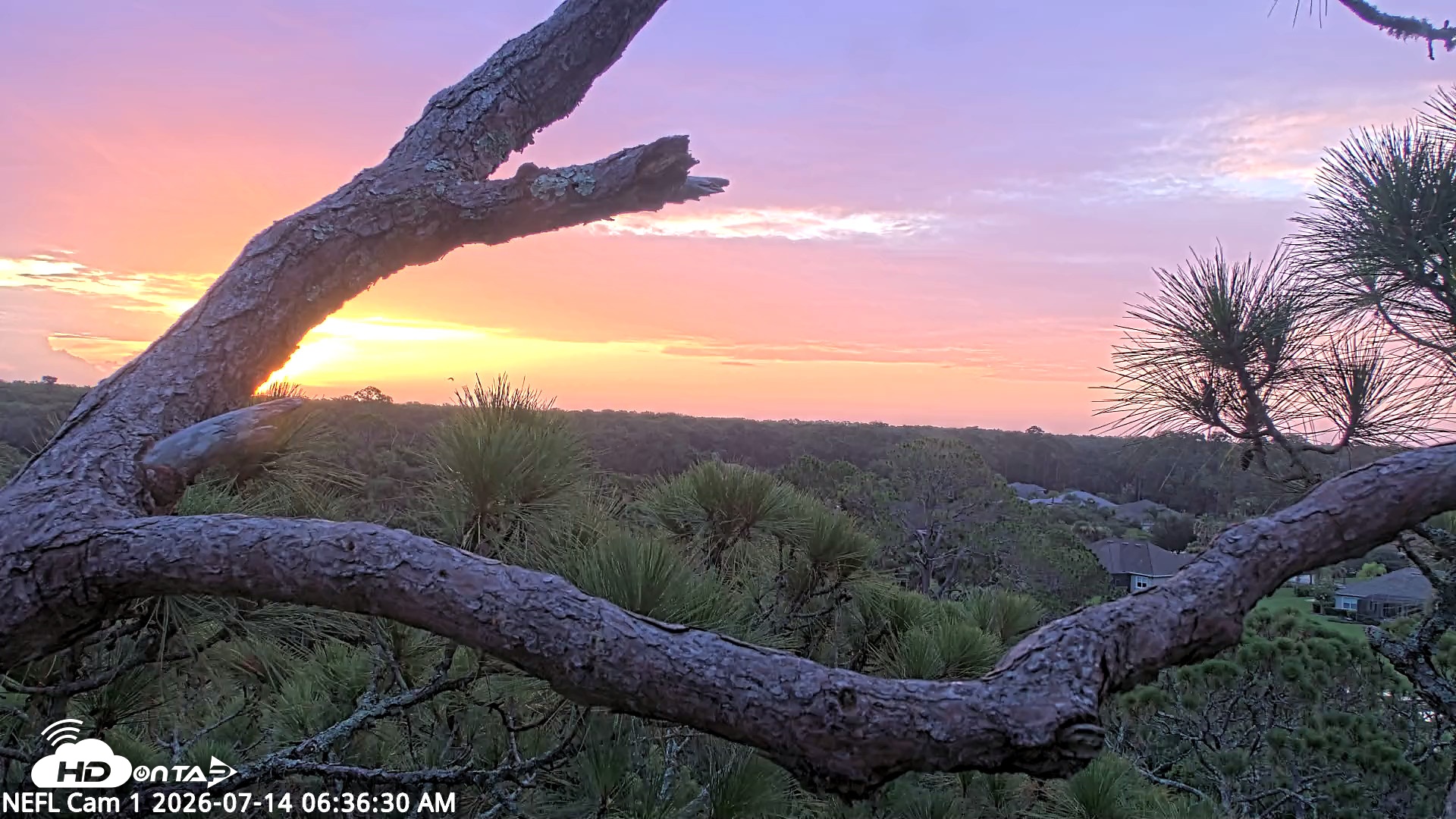 Snapshot of NE Florida Eagles Live Webcam taken Jul 14, 2026, 6:37am EDT