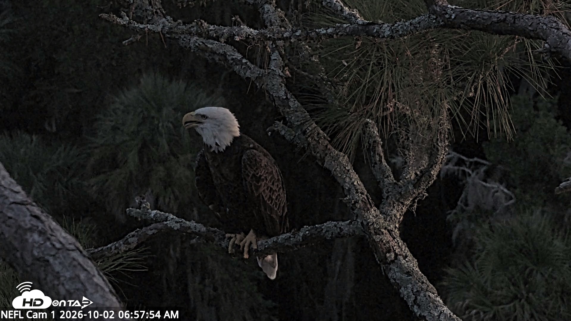 Snapshot of NE Florida Eagles Live Webcam taken Oct 2, 2026, 7:00am EDT