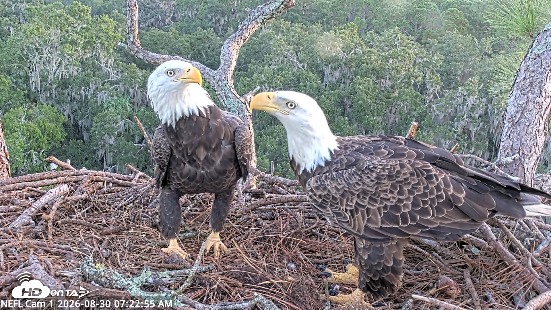 Snapshot of NE Florida Eagles Live Webcam taken Aug 30, 2026, 7:23am EDT