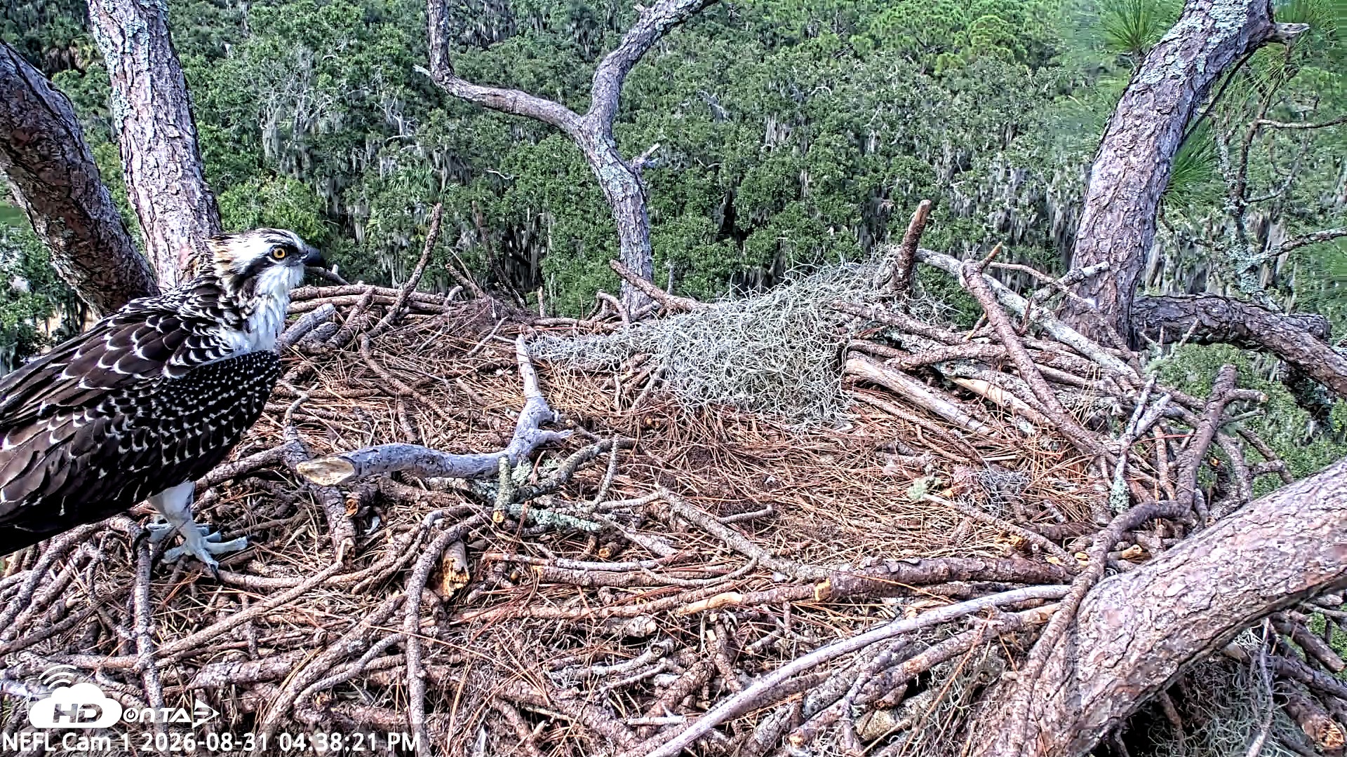 Snapshot of NE Florida Eagles Live Webcam taken Aug 31, 2026, 4:39pm EDT