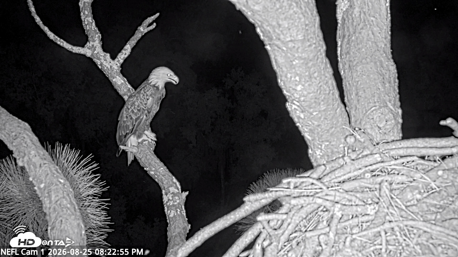Snapshot of NE Florida Eagles Live Webcam taken Aug 25, 2026, 8:23pm EDT