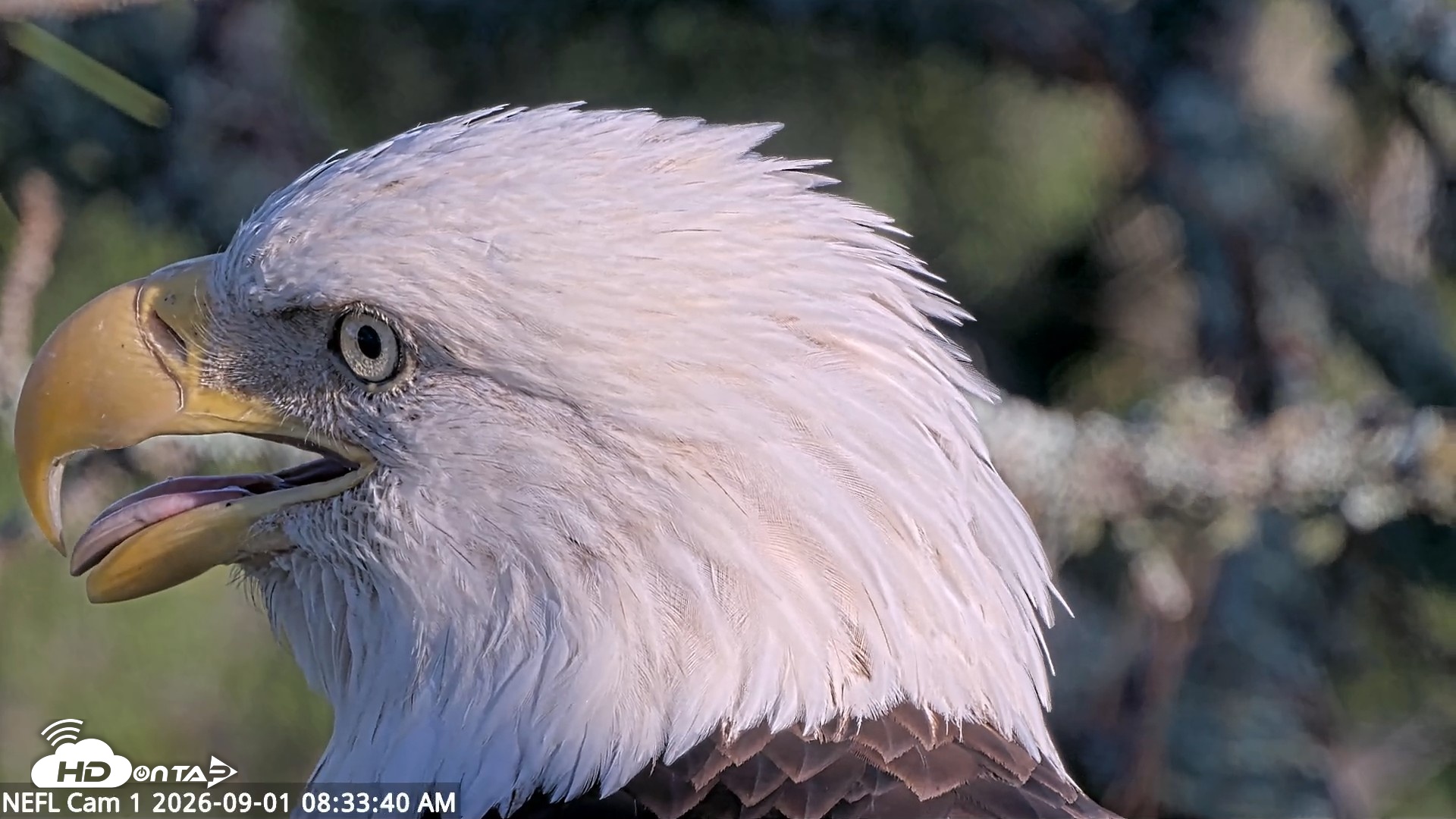 Snapshot of NE Florida Eagles Live Webcam taken Sep 1, 2026, 8:34am EDT