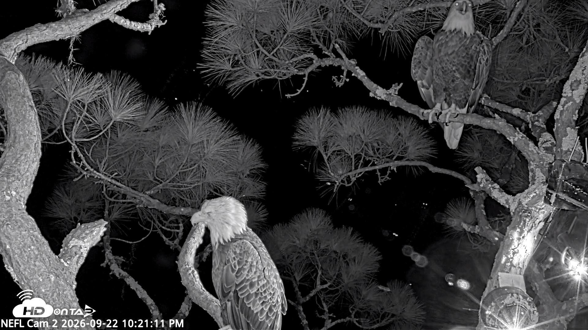 Snapshot of NE Florida Eagles Live Webcam taken Sep 22, 2026, 10:22pm EDT