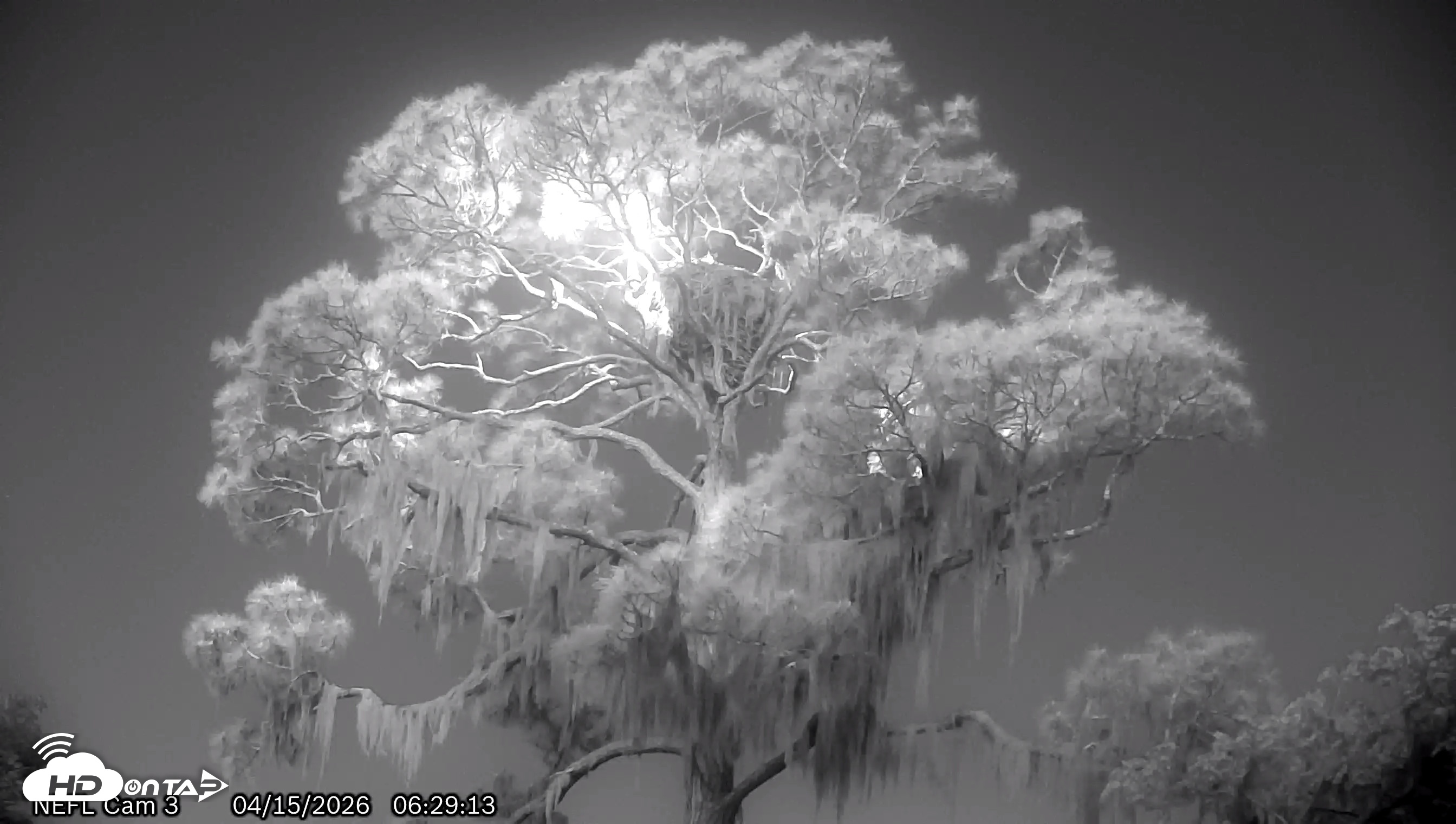 Snapshot of NE Florida Eagles Live Webcam taken Apr 15, 2026, 6:30am EDT