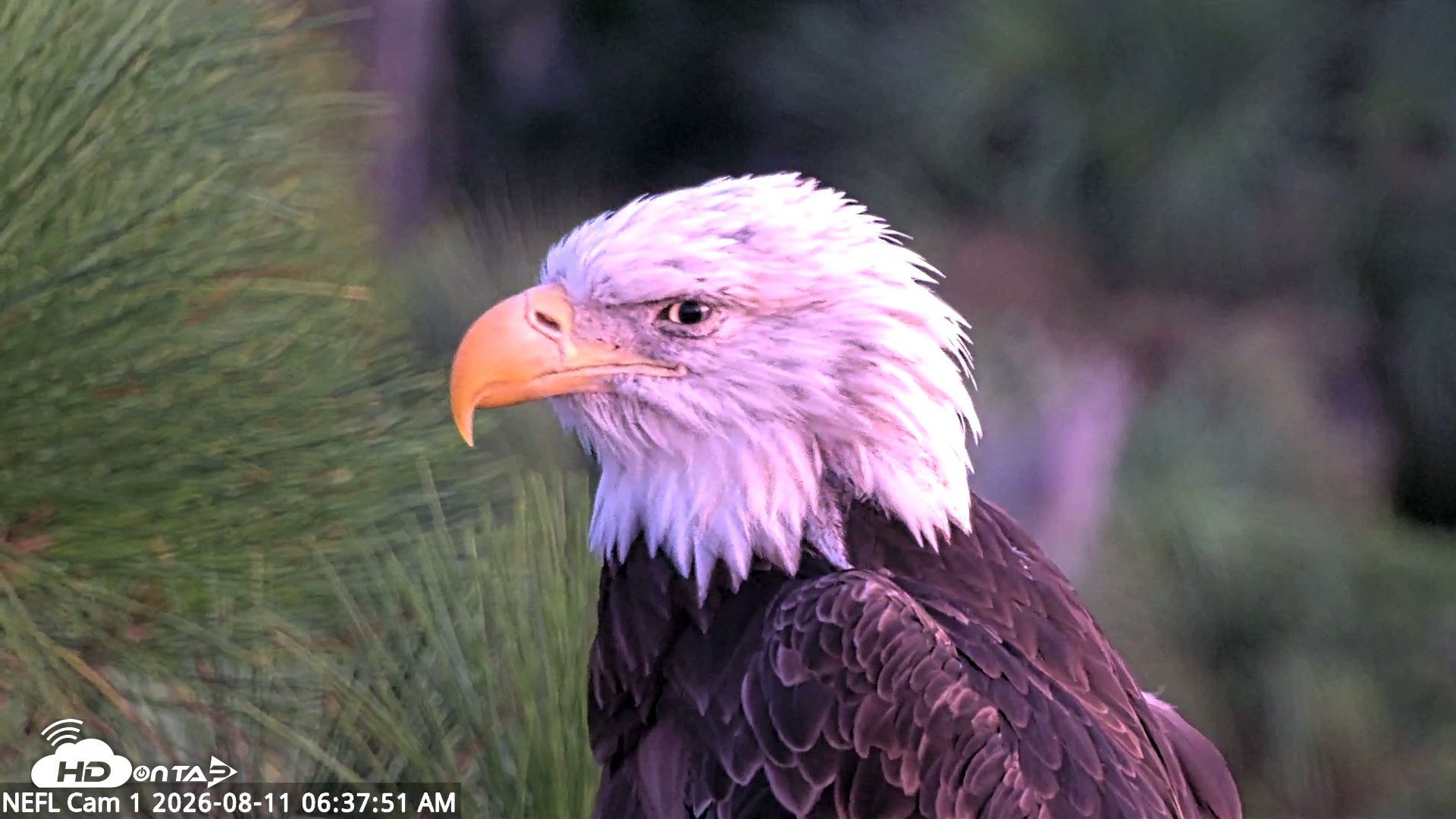 Snapshot of NE Florida Eagles Live Webcam taken Aug 11, 2026, 6:38am EDT