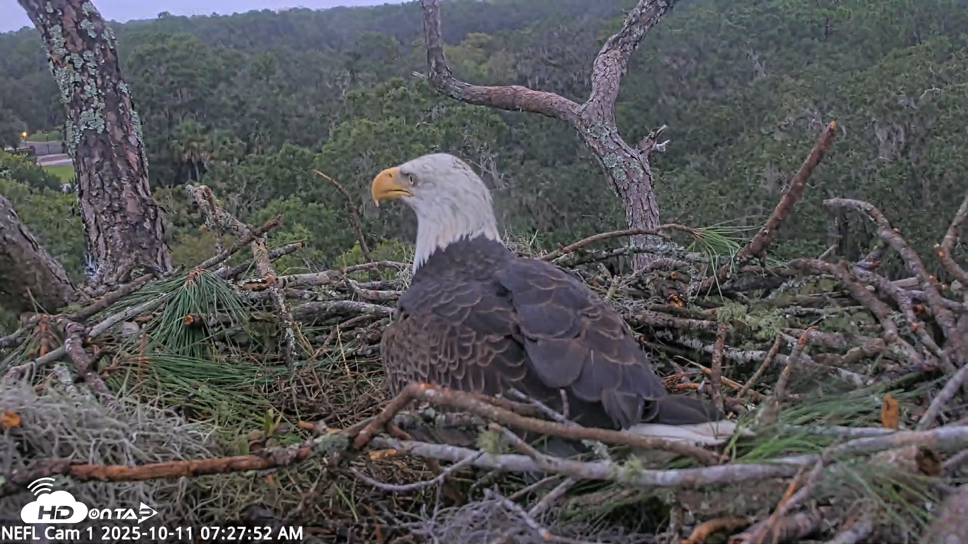 Snapshot of NE Florida Eagles Live Webcam taken Oct 11, 2025, 7:28am EDT