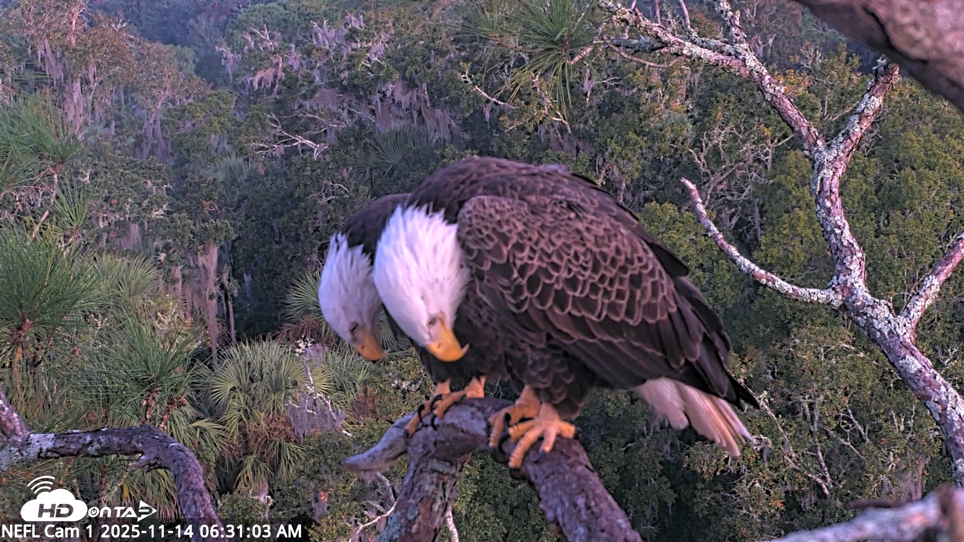 Snapshot of NE Florida Eagles Live Webcam taken Nov 14, 2025, 6:31am EST