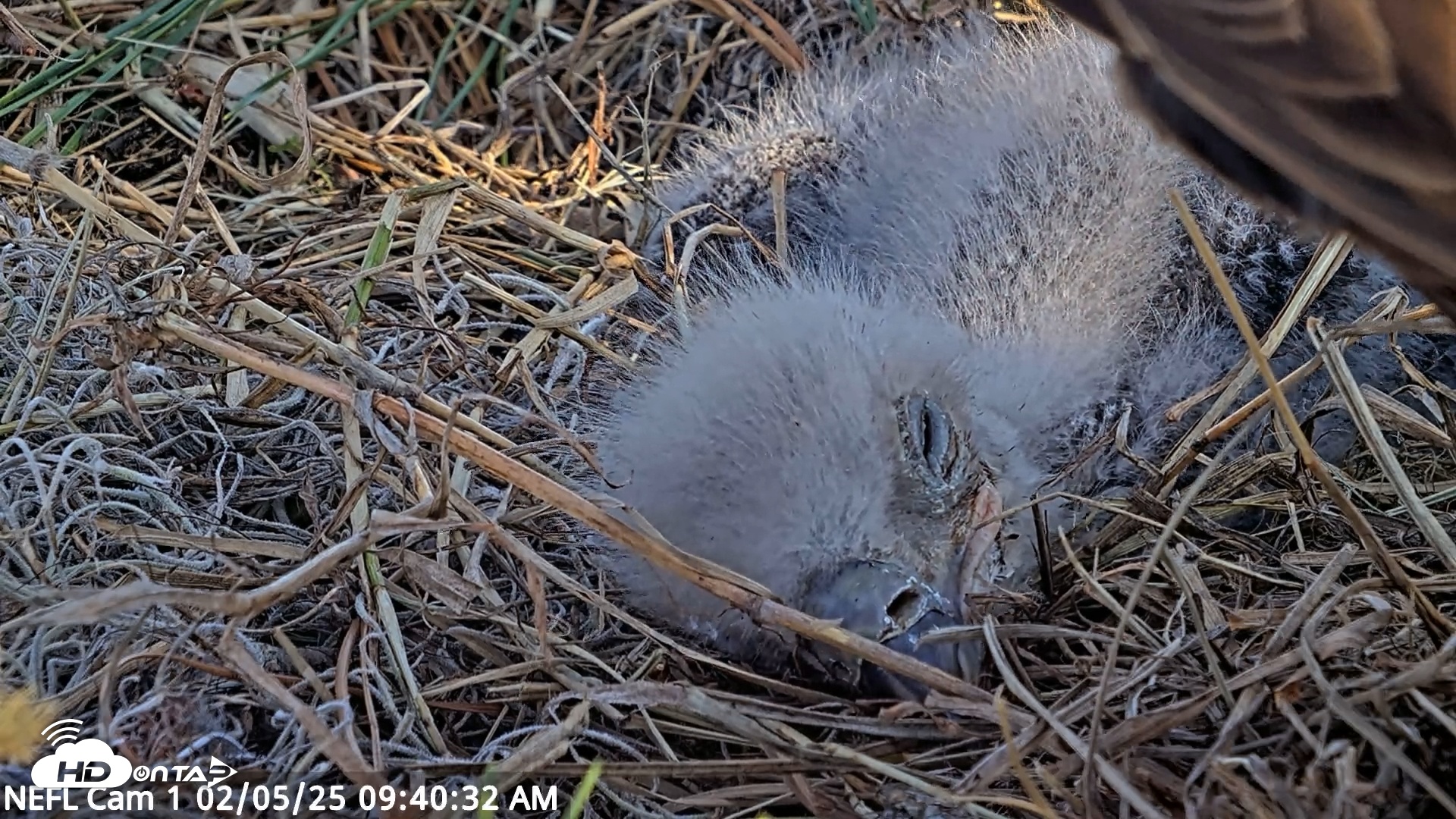 Snapshot of NE Florida Eagles Live Webcam taken Feb 5, 2025, 9:40am EST