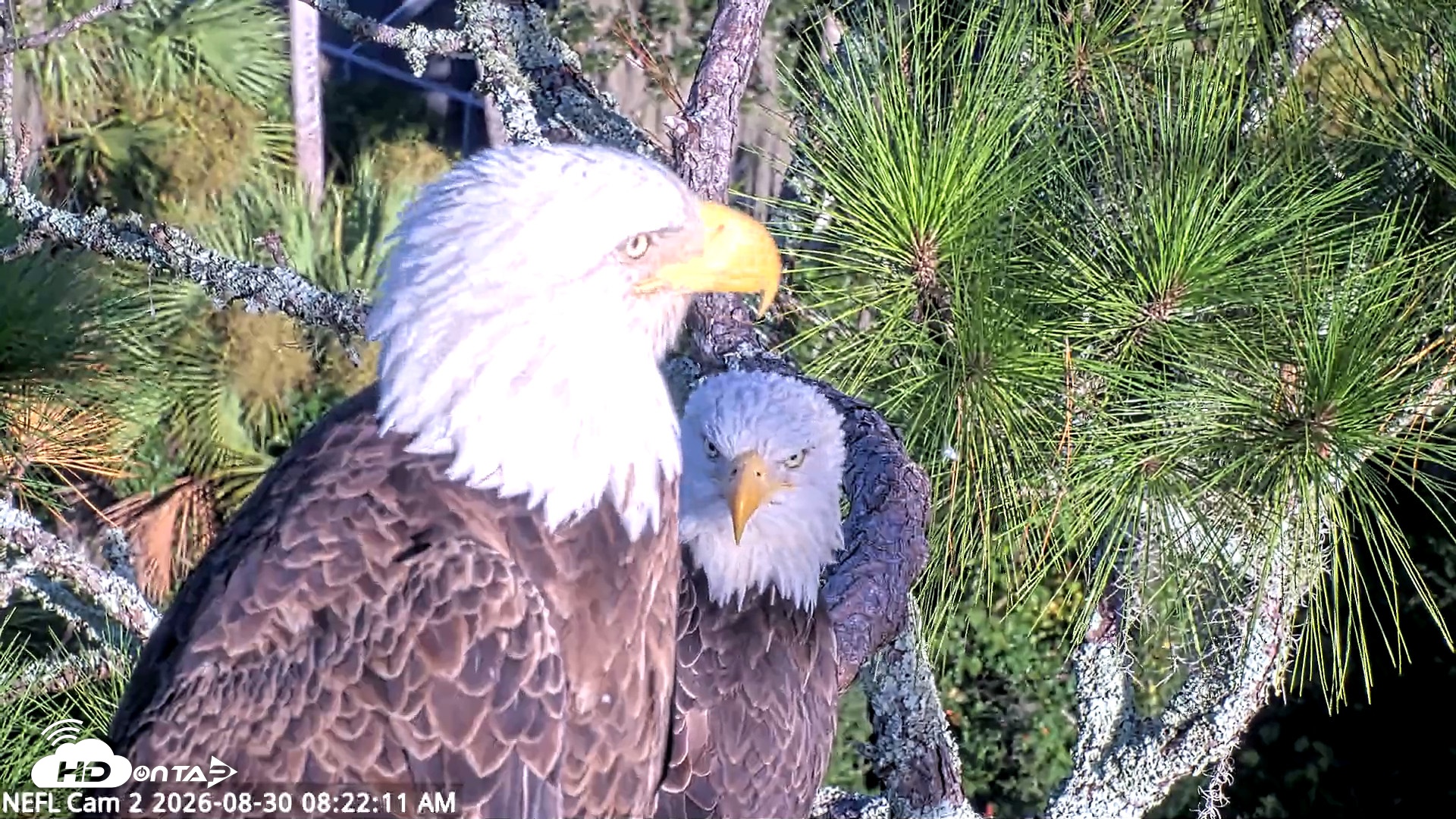Snapshot of NE Florida Eagles Live Webcam taken Aug 30, 2026, 8:23am EDT