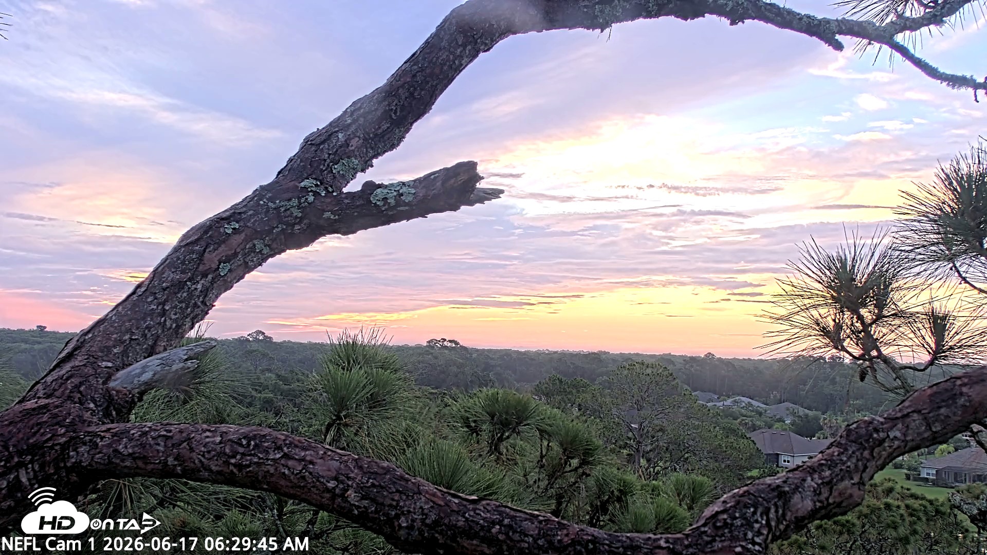 Snapshot of NE Florida Eagles Live Webcam taken Jun 17, 2026, 6:31am EDT