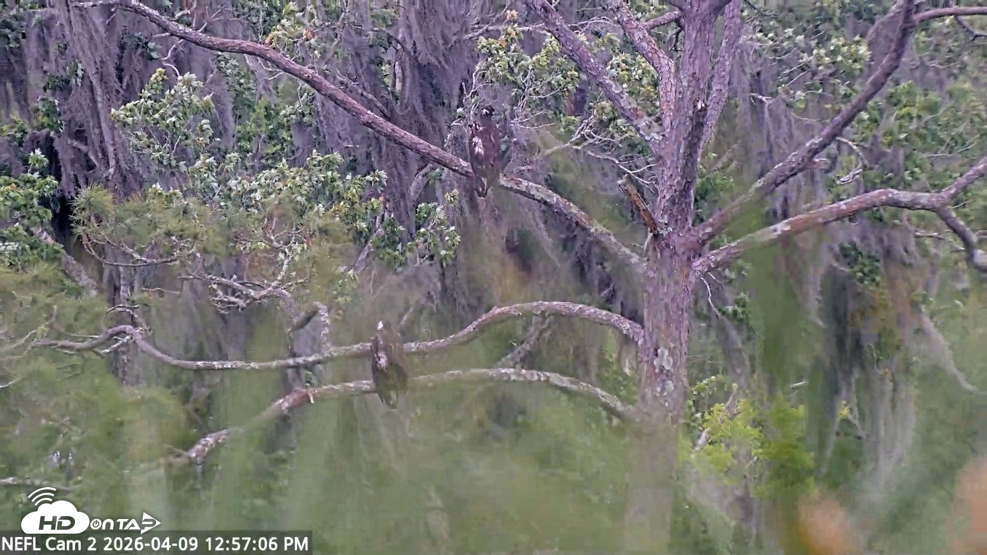 Snapshot of NE Florida Eagles Live Webcam taken Apr 9, 2026, 1:05pm EDT