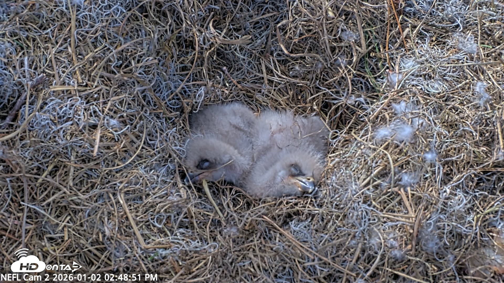 Snapshot of NE Florida Eagles Live Webcam taken Jan 2, 2026, 2:49pm EST
