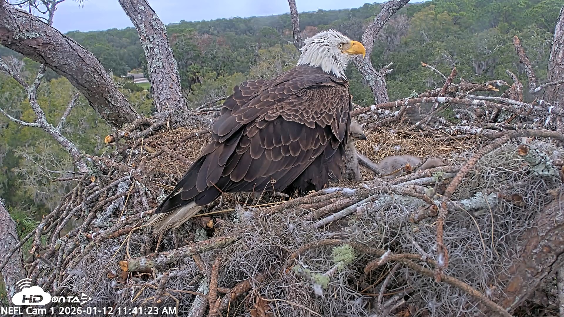 Snapshot of NE Florida Eagles Live Webcam taken Jan 12, 2026, 11:42am EST