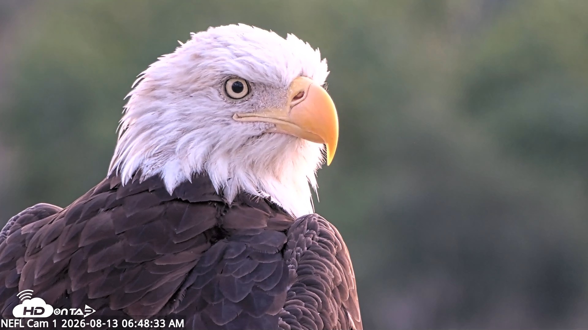Snapshot of NE Florida Eagles Live Webcam taken Aug 13, 2026, 6:49am EDT