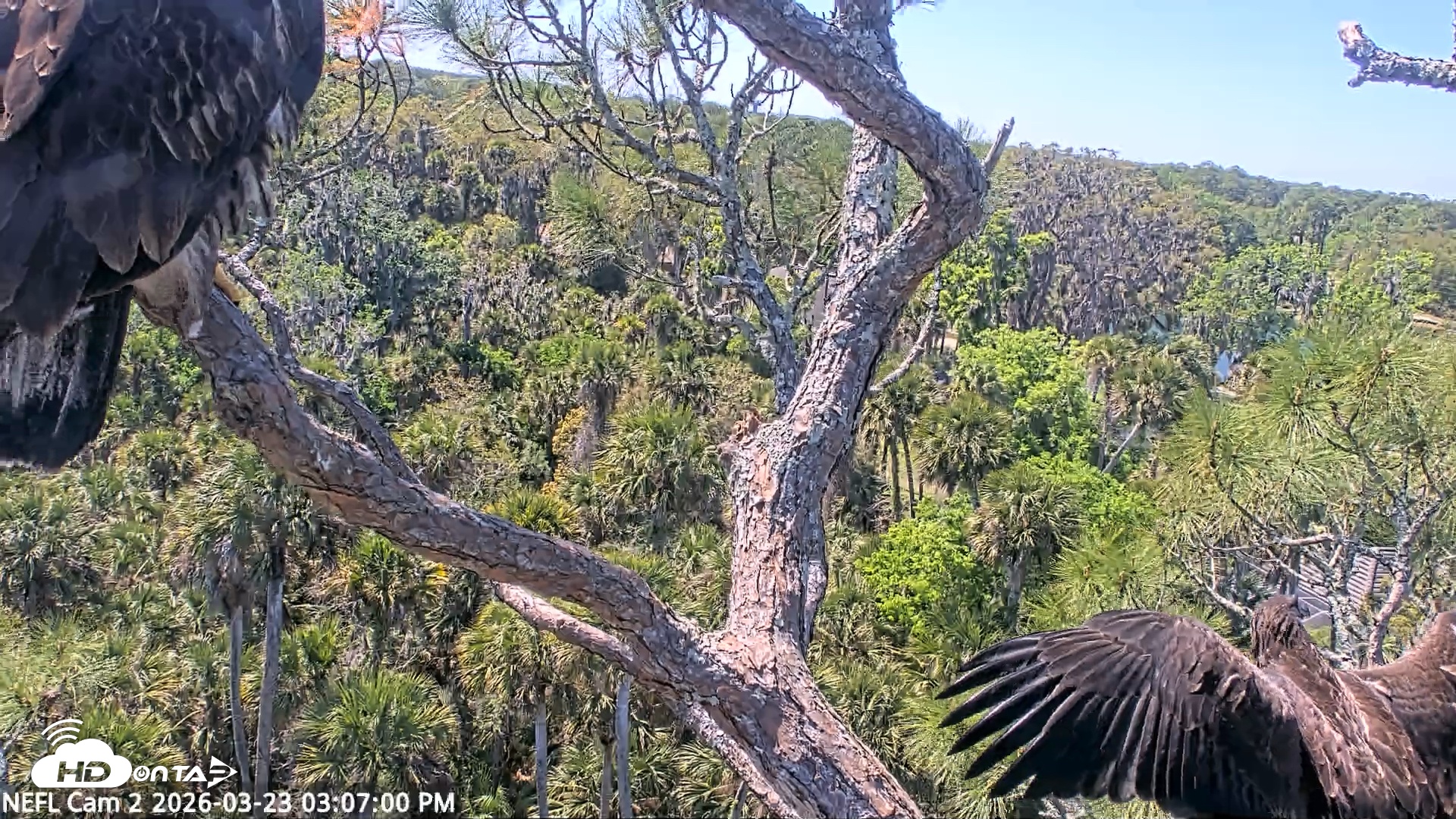 Snapshot of NE Florida Eagles Live Webcam taken Mar 23, 2026, 3:07pm EDT