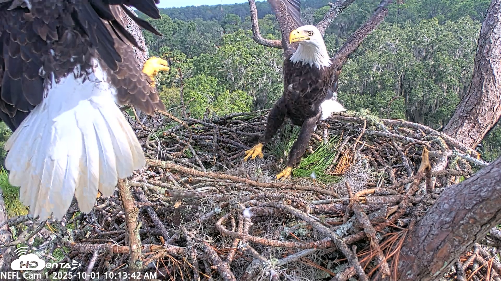 Snapshot of NE Florida Eagles Live Webcam taken Oct 1, 2025, 10:14am EDT
