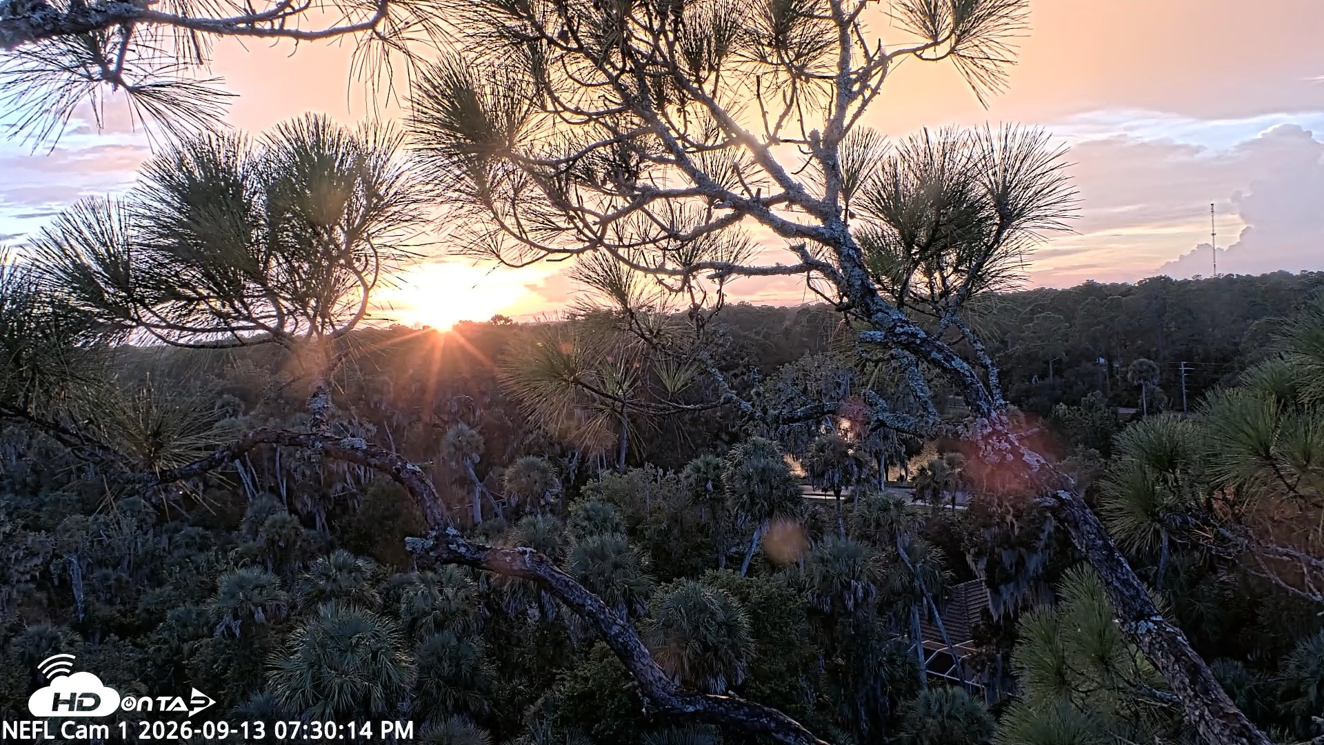 Snapshot of NE Florida Eagles Live Webcam taken Sep 13, 2026, 7:31pm EDT