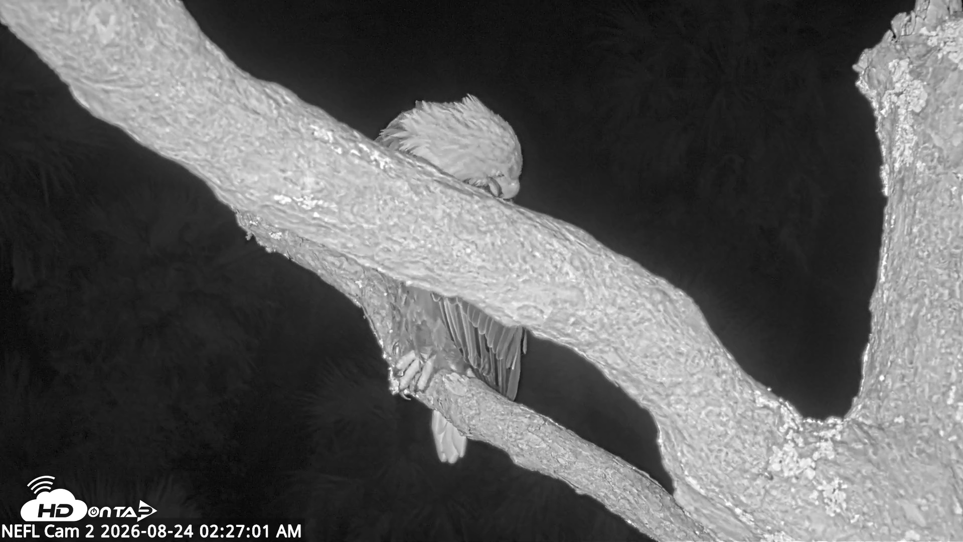 Snapshot of NE Florida Eagles Live Webcam taken Aug 24, 2026, 2:27am EDT