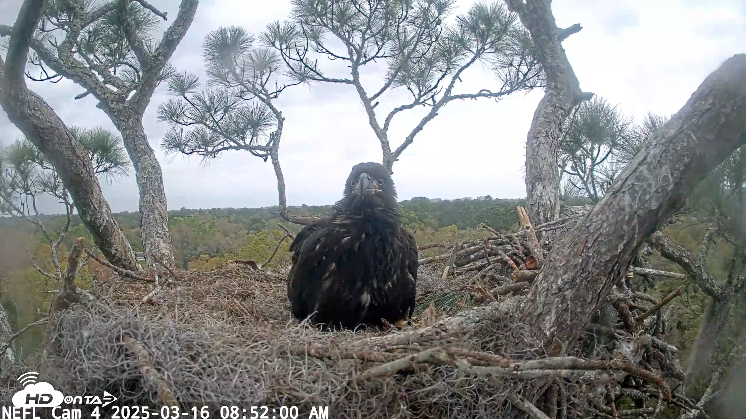 Snapshot of NE Florida Eagles Live Webcam taken Mar 16, 2025, 8:52am EDT