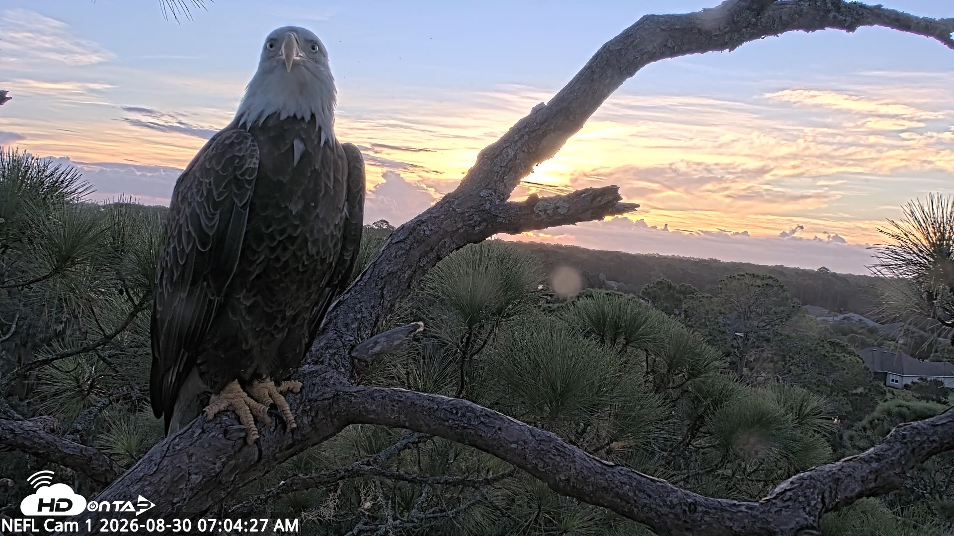 Snapshot of NE Florida Eagles Live Webcam taken Aug 30, 2026, 7:05am EDT