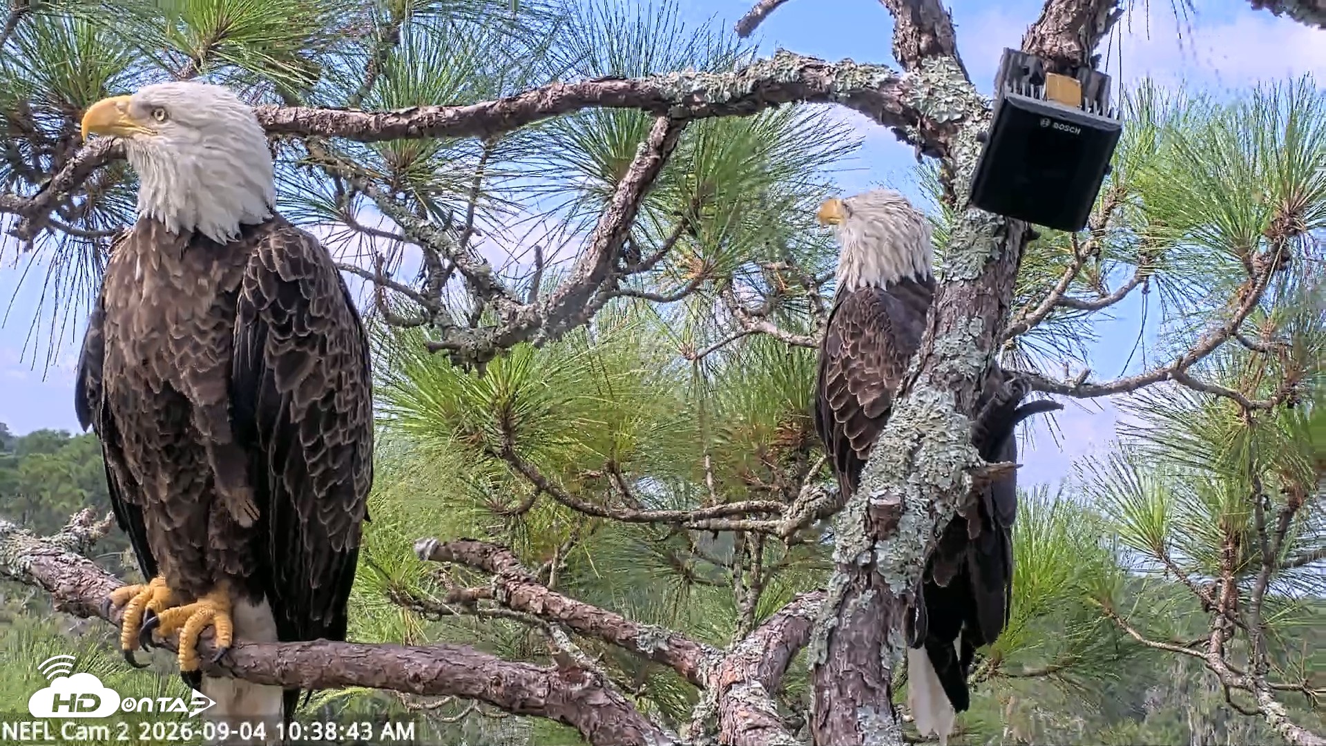 Snapshot of NE Florida Eagles Live Webcam taken Sep 4, 2026, 10:39am EDT