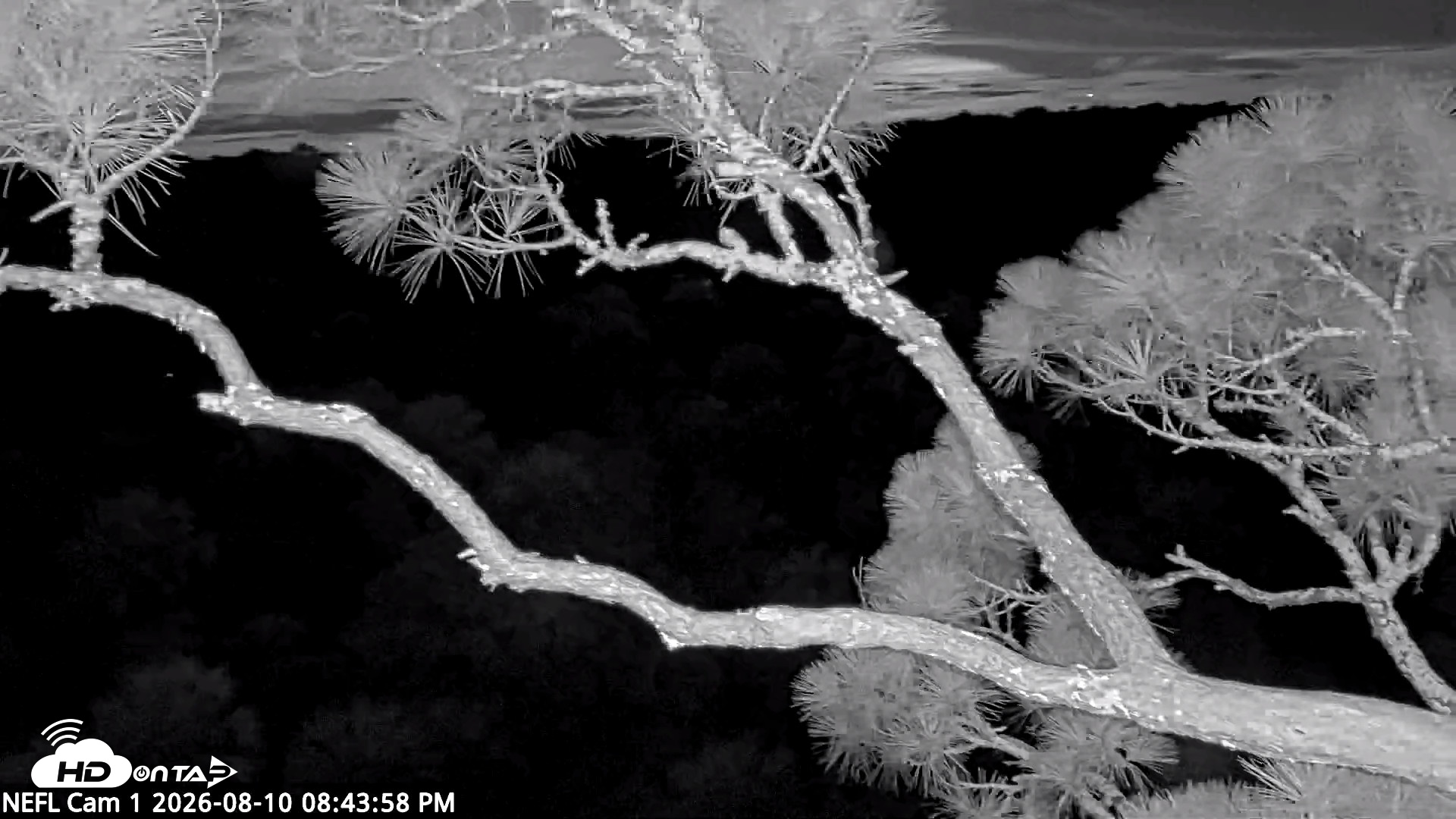 Snapshot of NE Florida Eagles Live Webcam taken Aug 10, 2026, 8:45pm EDT