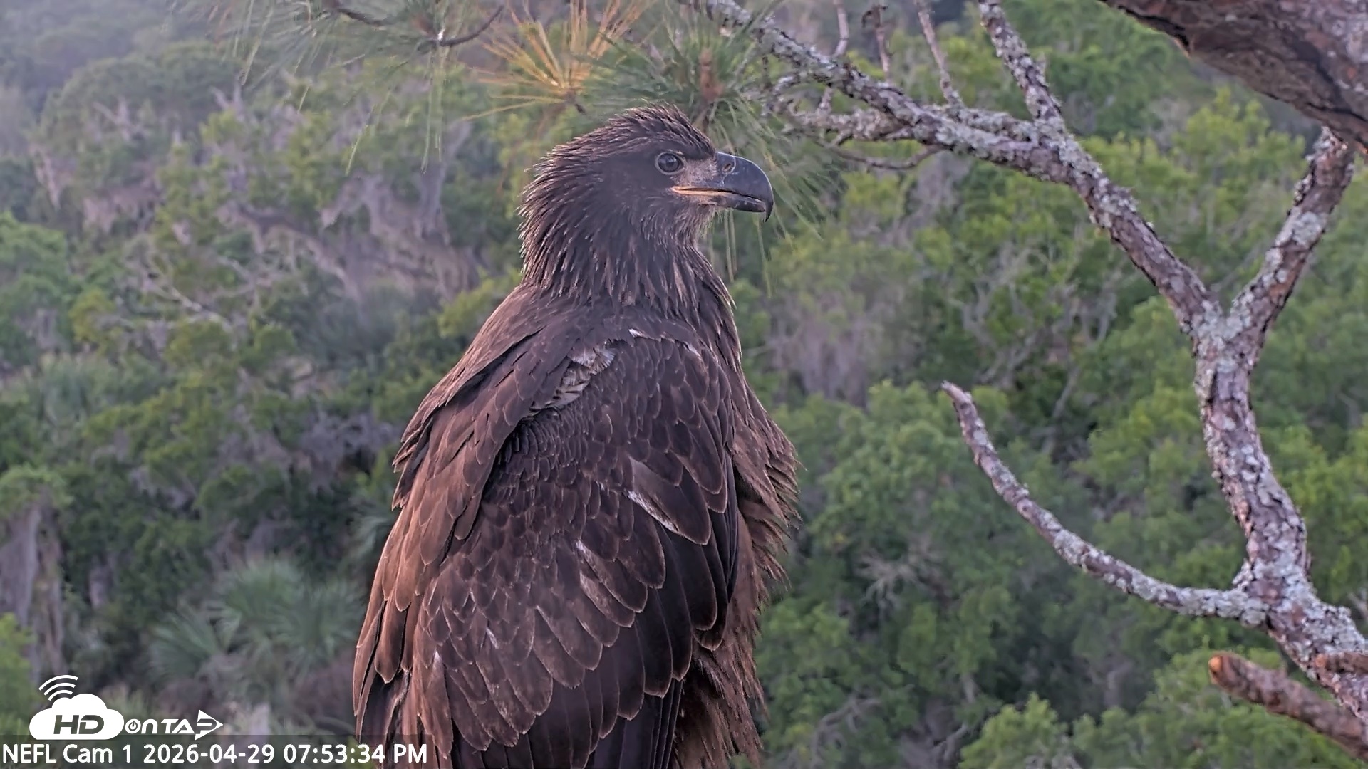 Snapshot of NE Florida Eagles Live Webcam taken Apr 29, 2026, 7:54pm EDT