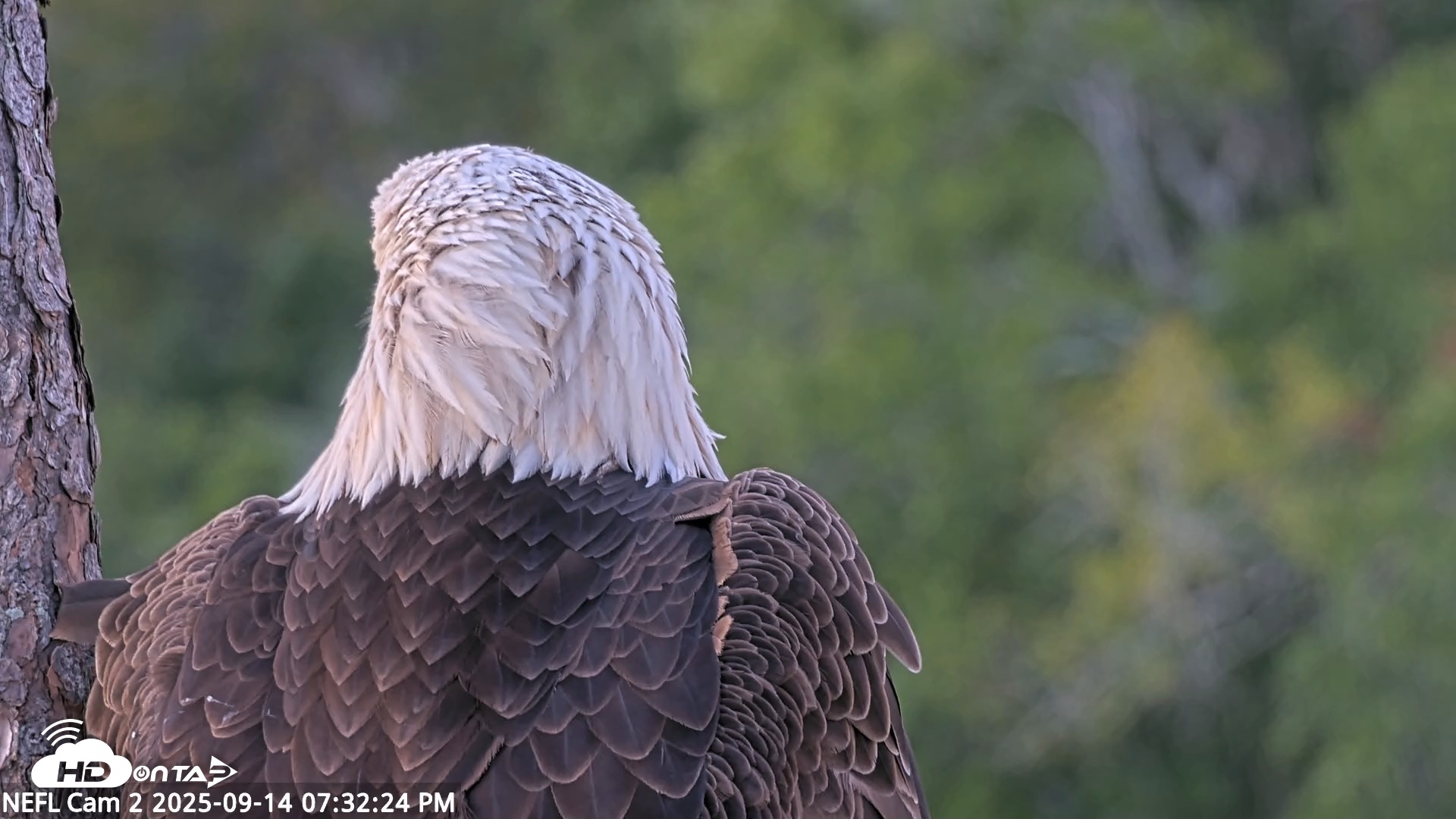 Snapshot of NE Florida Eagles Live Webcam taken Sep 14, 2025, 7:33pm EDT