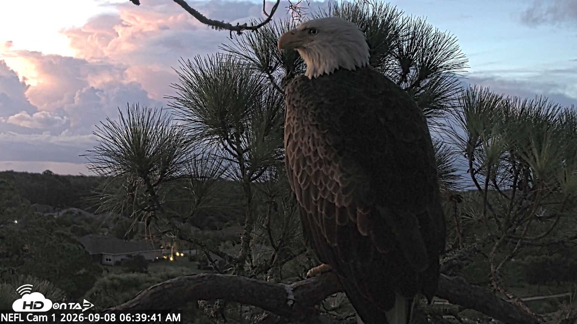 Snapshot of NE Florida Eagles Live Webcam taken Sep 8, 2026, 6:40am EDT