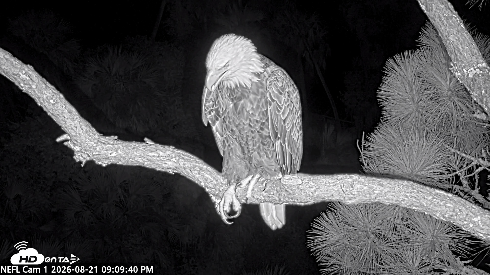 Snapshot of NE Florida Eagles Live Webcam taken Aug 21, 2026, 9:10pm EDT