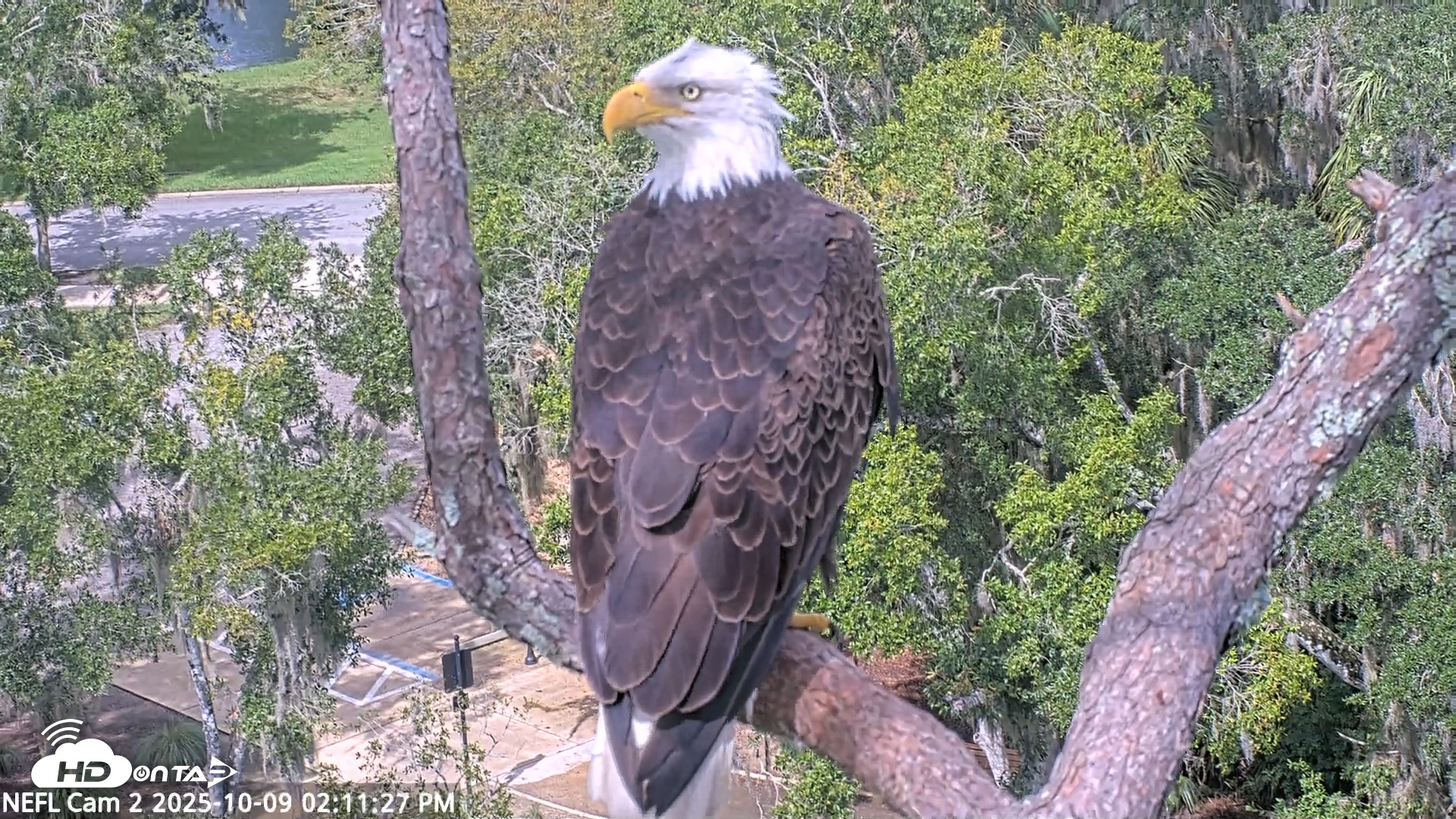 Snapshot of NE Florida Eagles Live Webcam taken Oct 9, 2025, 2:12pm EDT