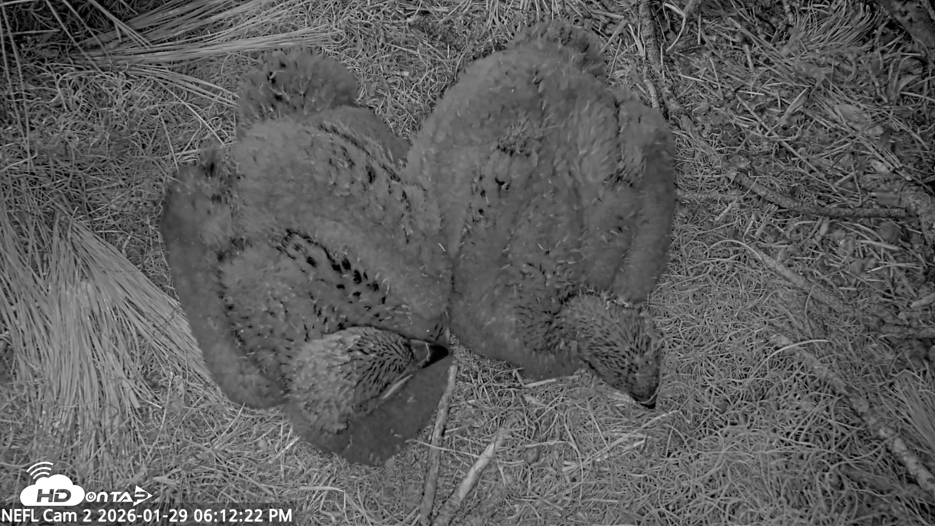 Snapshot of NE Florida Eagles Live Webcam taken Jan 29, 2026, 6:13pm EST