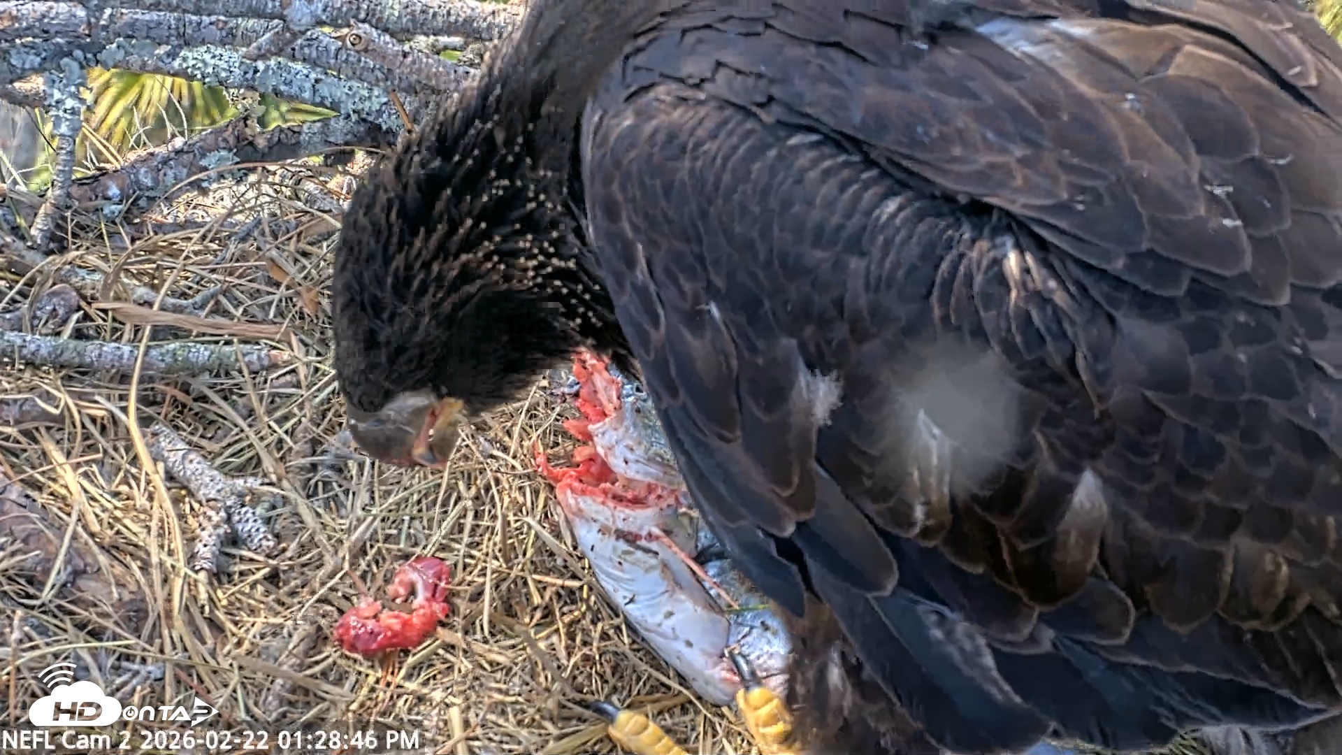 Snapshot of NE Florida Eagles Live Webcam taken Feb 22, 2026, 1:29pm EST