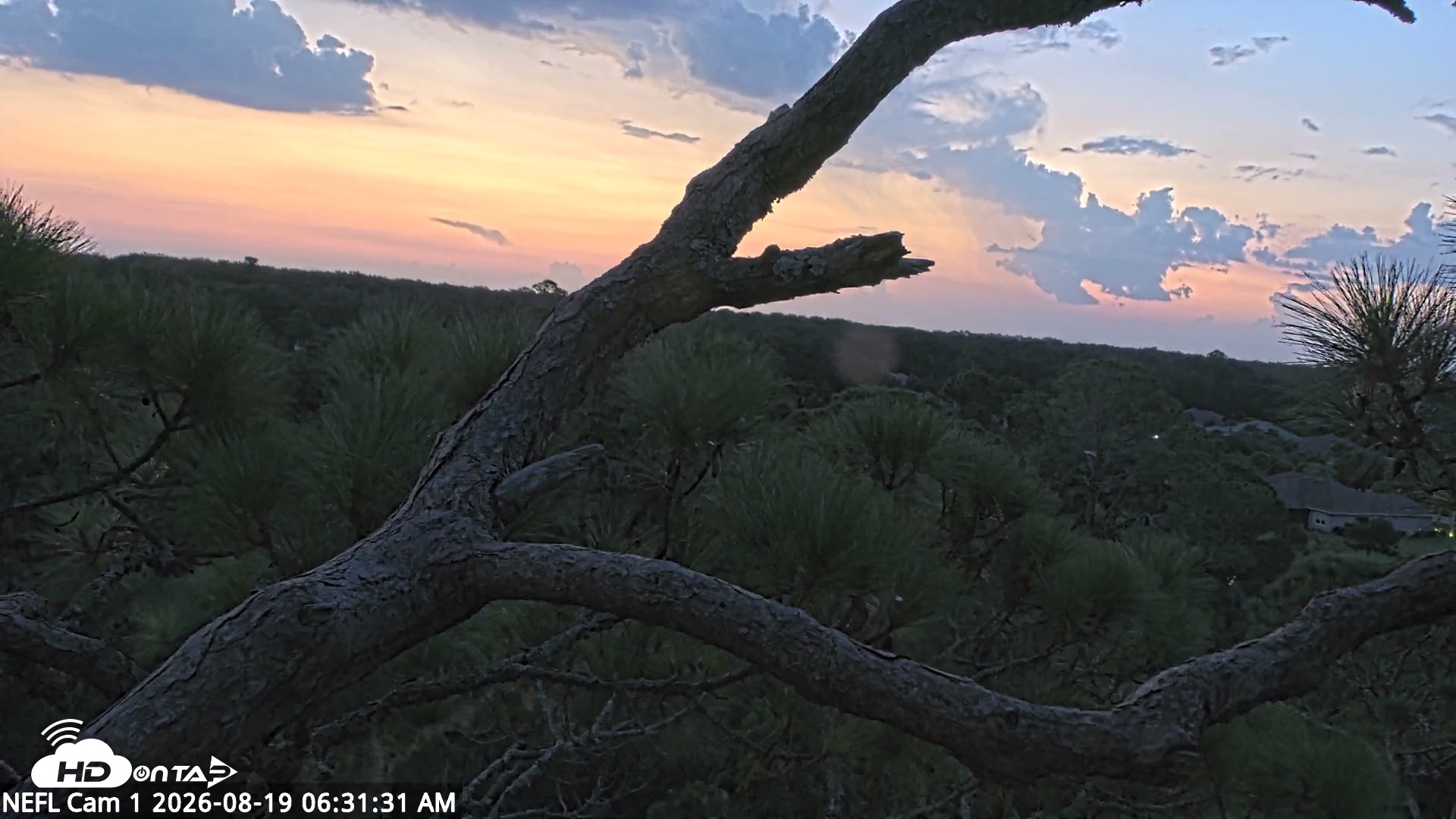 Snapshot of NE Florida Eagles Live Webcam taken Aug 19, 2026, 6:33am EDT