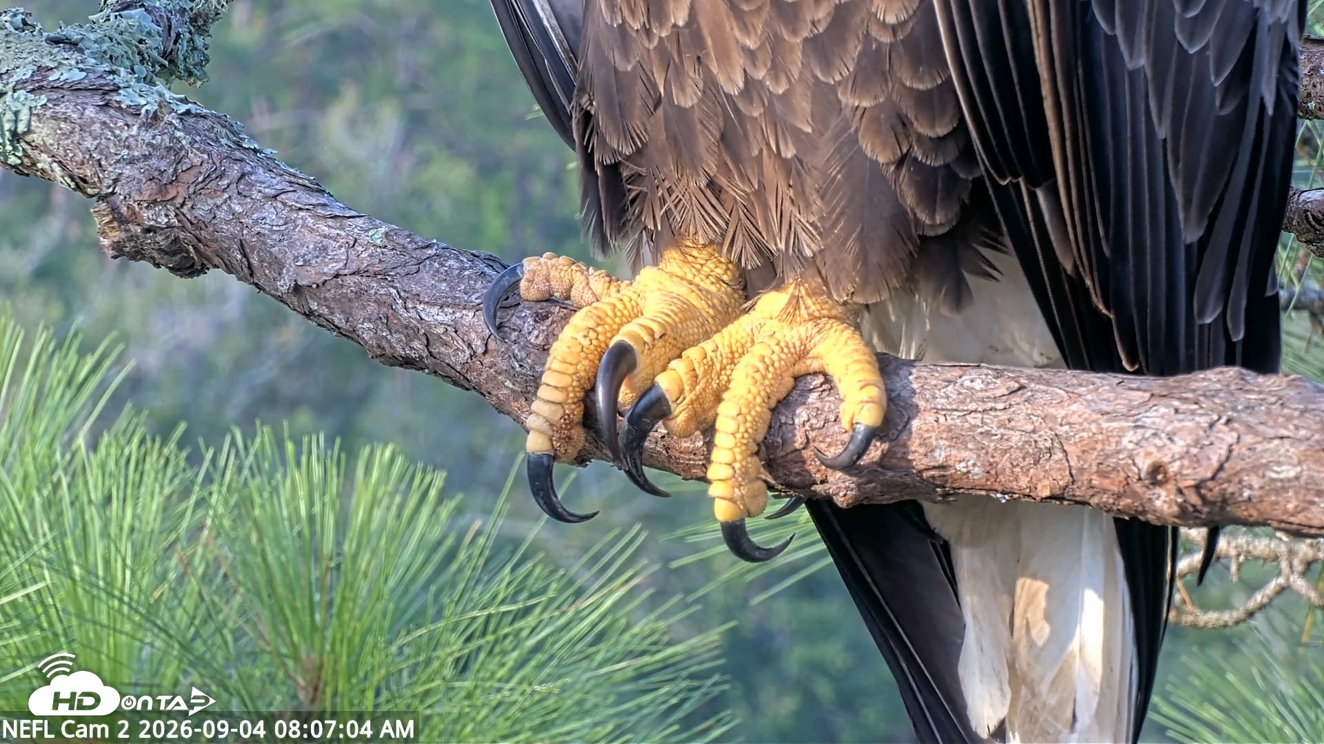 Snapshot of NE Florida Eagles Live Webcam taken Sep 4, 2026, 8:07am EDT