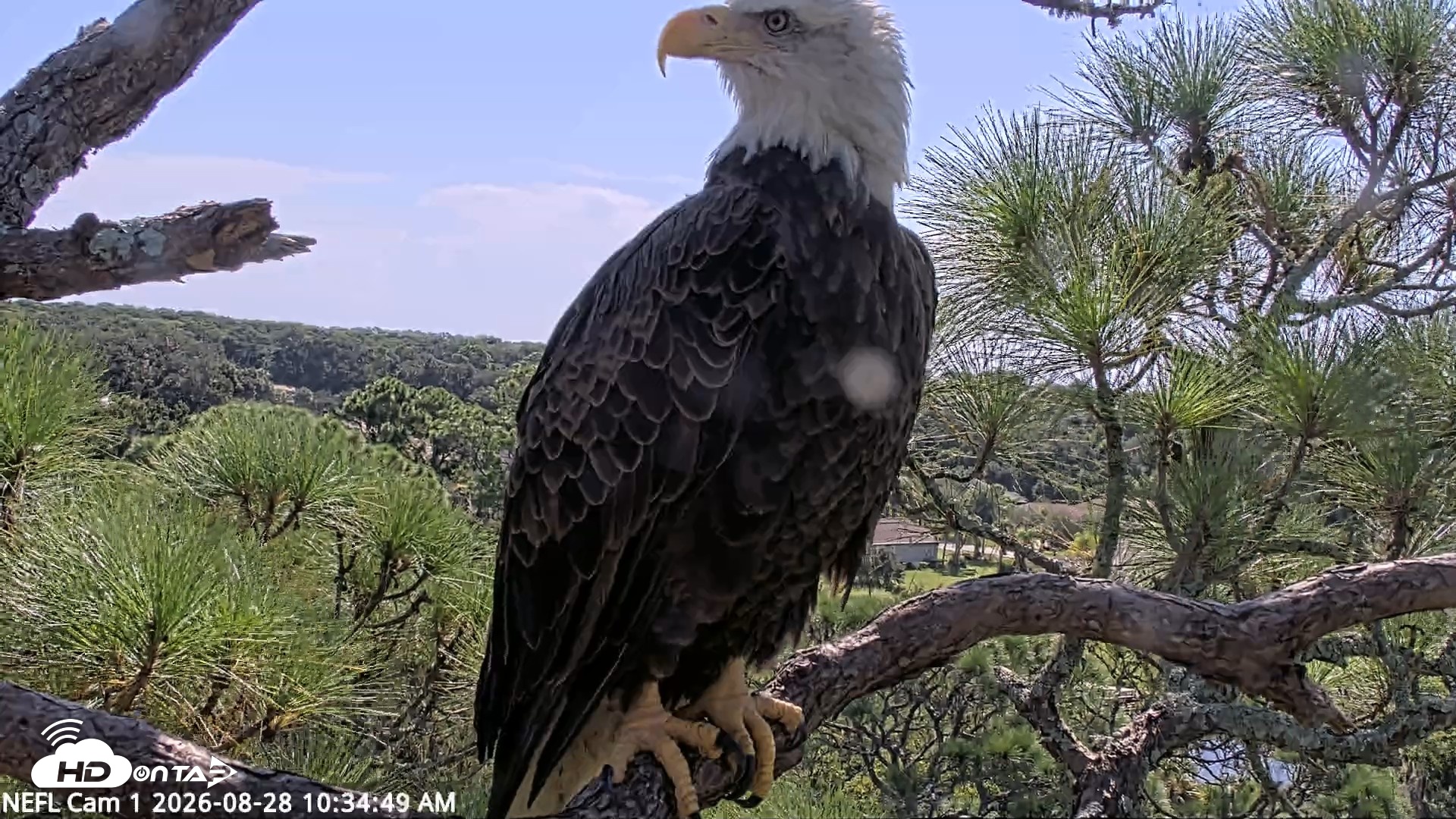 Snapshot of NE Florida Eagles Live Webcam taken Aug 28, 2026, 10:35am EDT